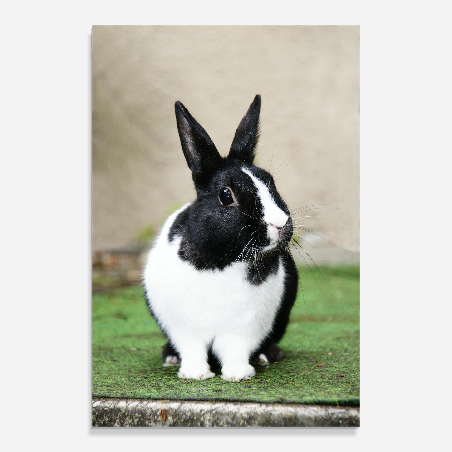 Glasbild Black Ear Rabbit mockup 0
