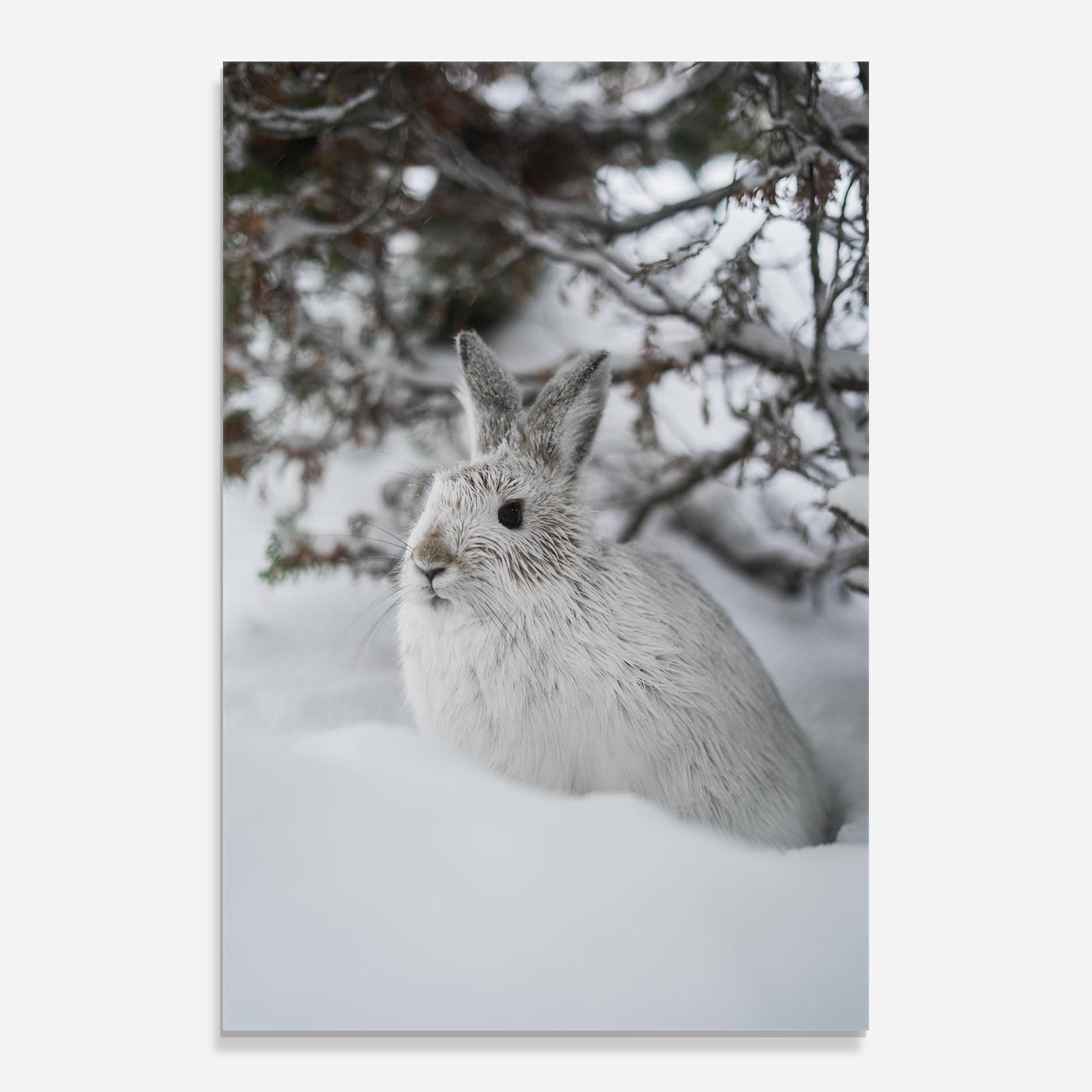 Glasbild Bunny In Snow mockup 0