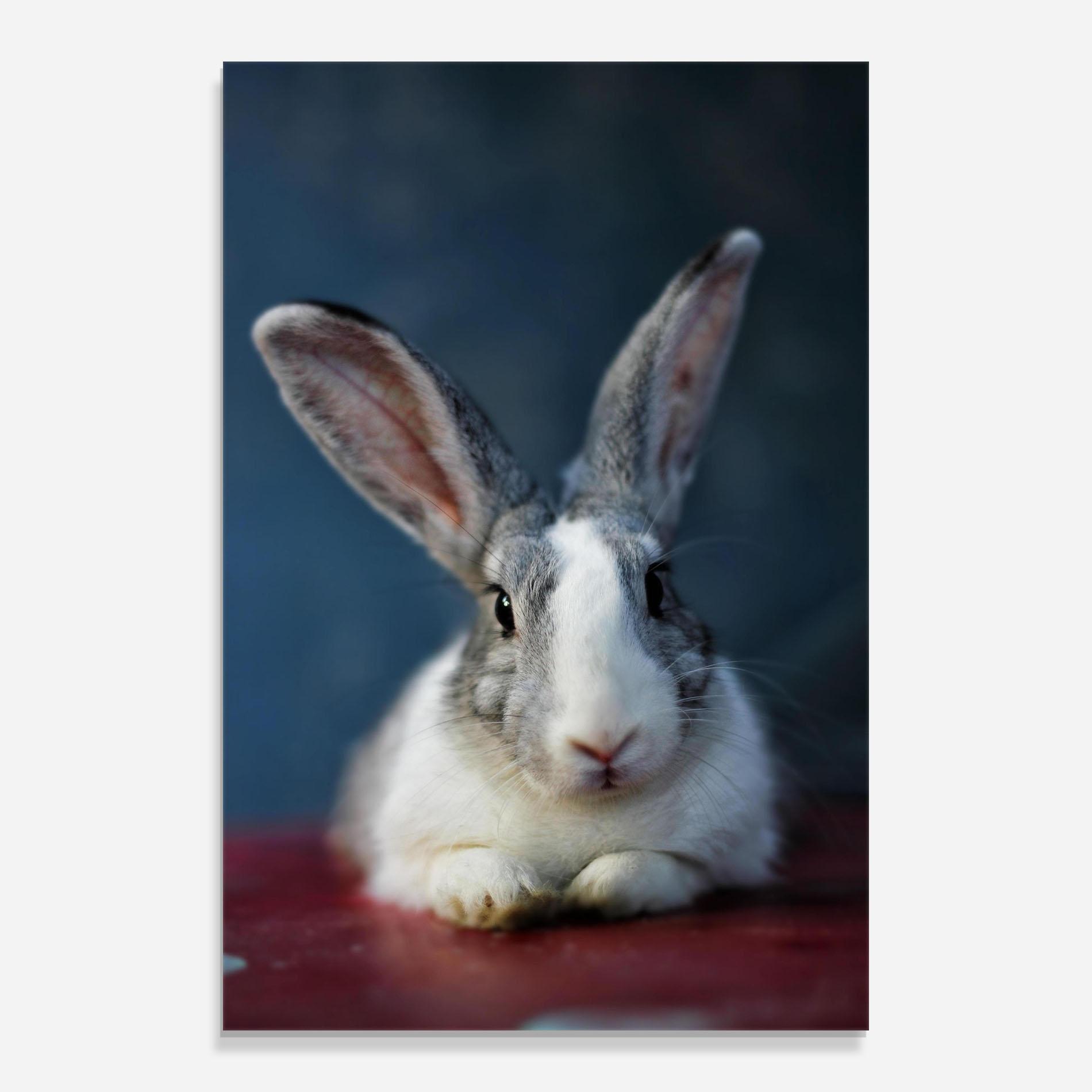 Glasbild Cute Grey Bunny mockup 0