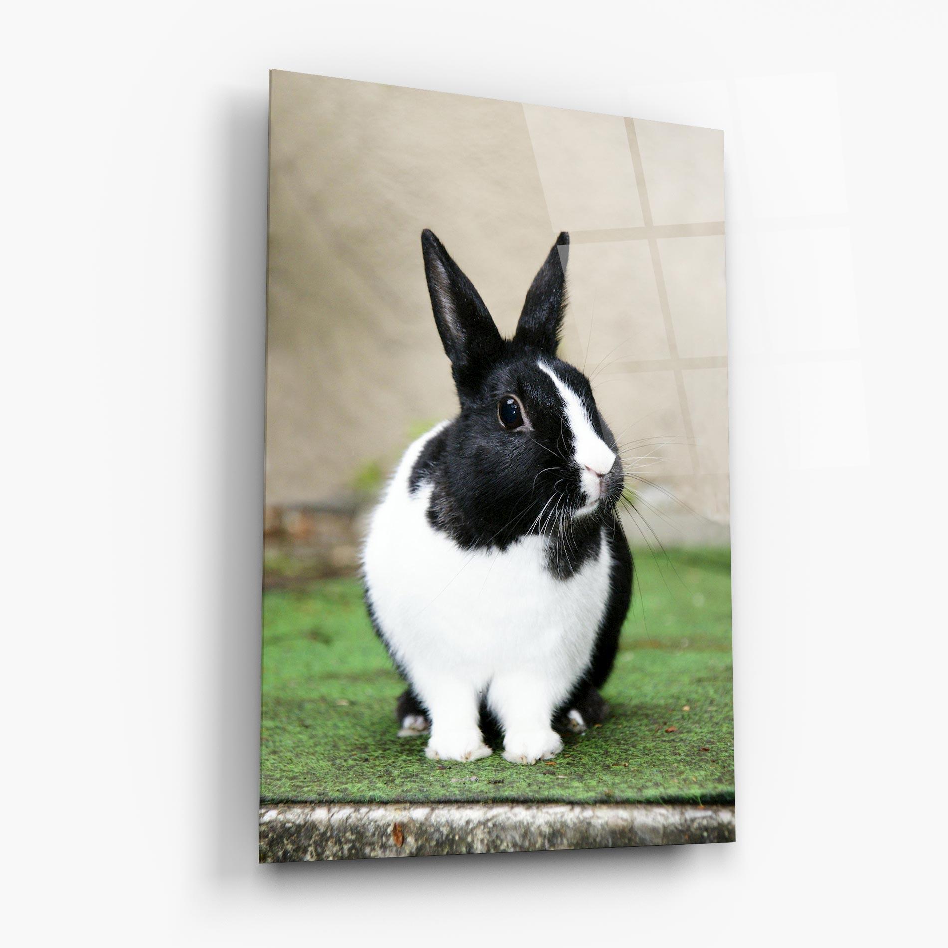Glasbild Black Ear Rabbit mockup 6
