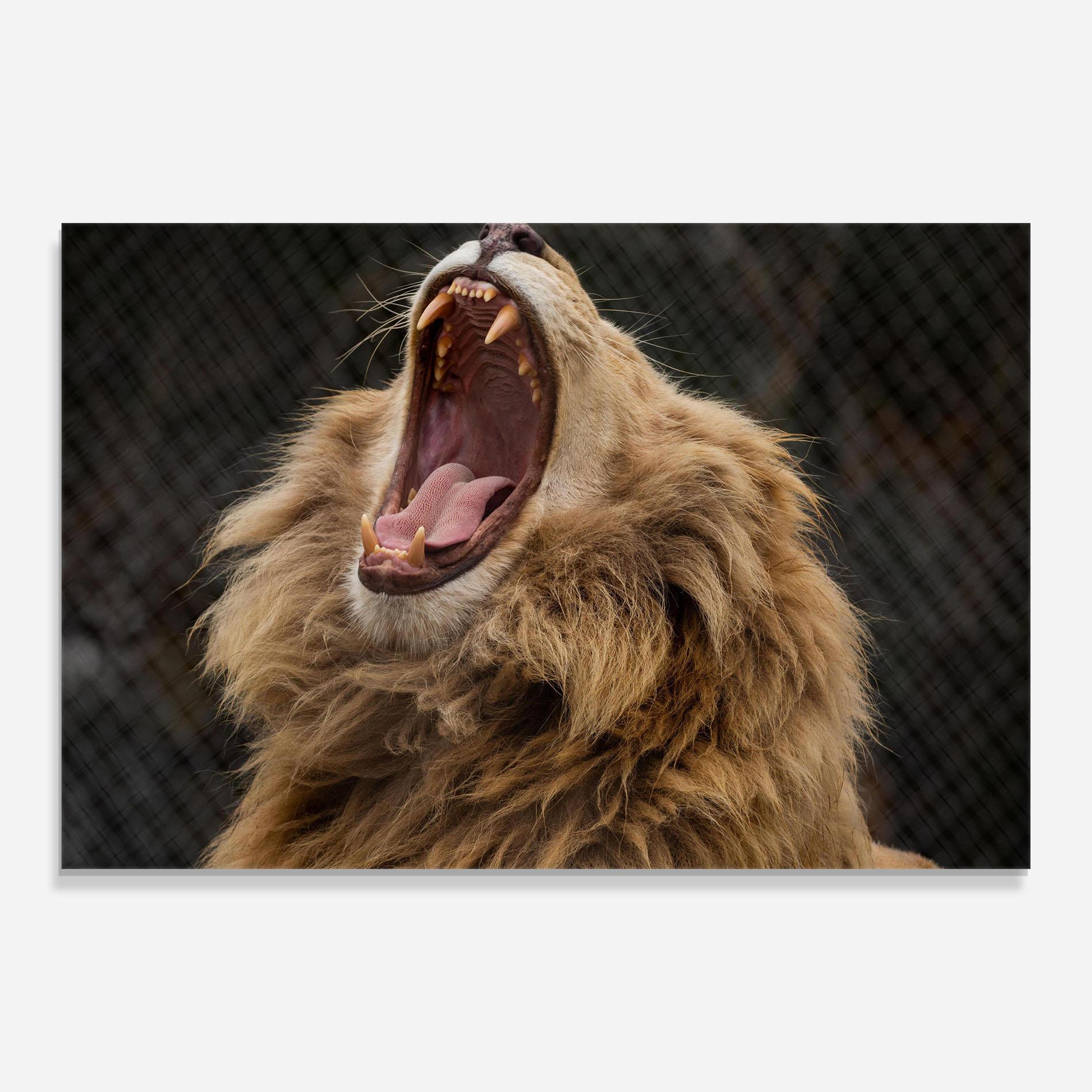 Glasbild Angry Lion mockup 0