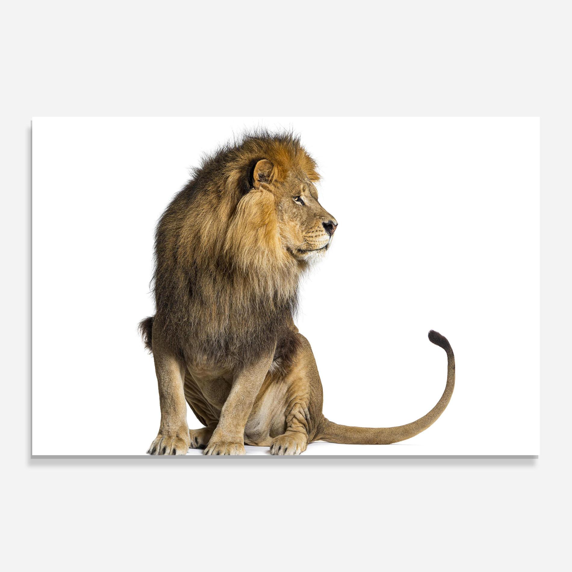 Glasbild Big Lion mockup 0