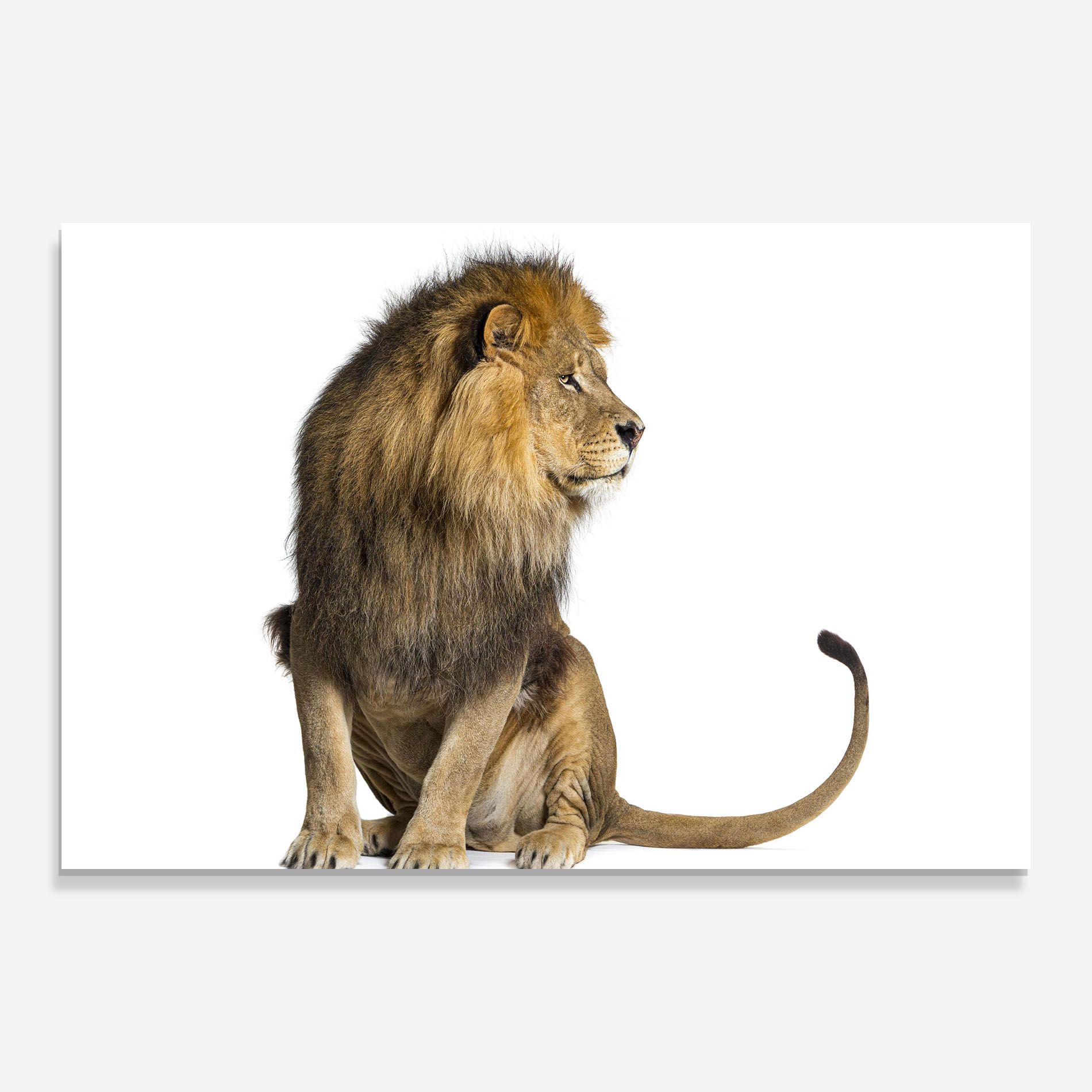 Big Lion mockup 0