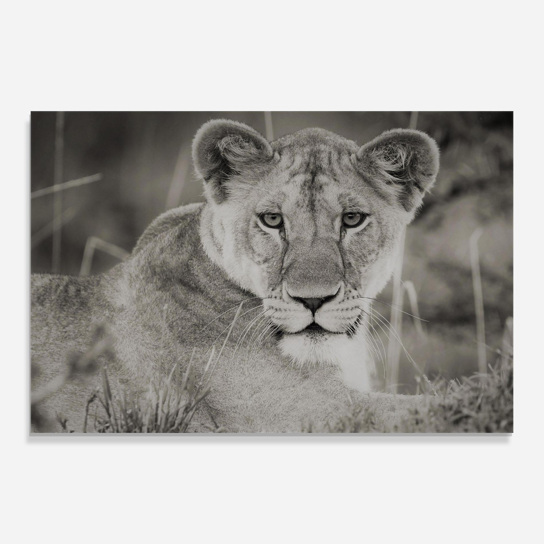 Glasbild Grey Female Lion Looking mockup 0