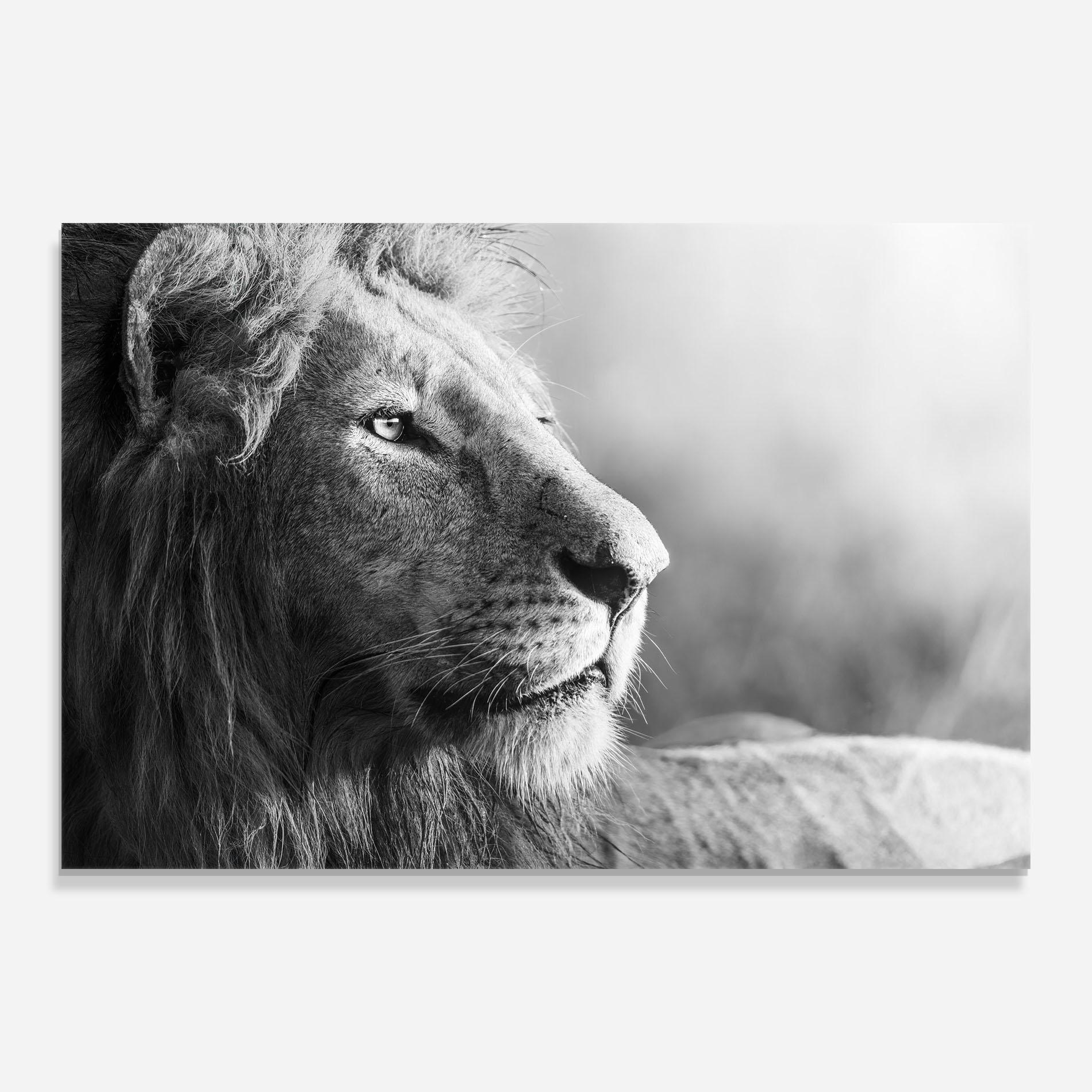 Glasbild Grey Lion Head mockup 0