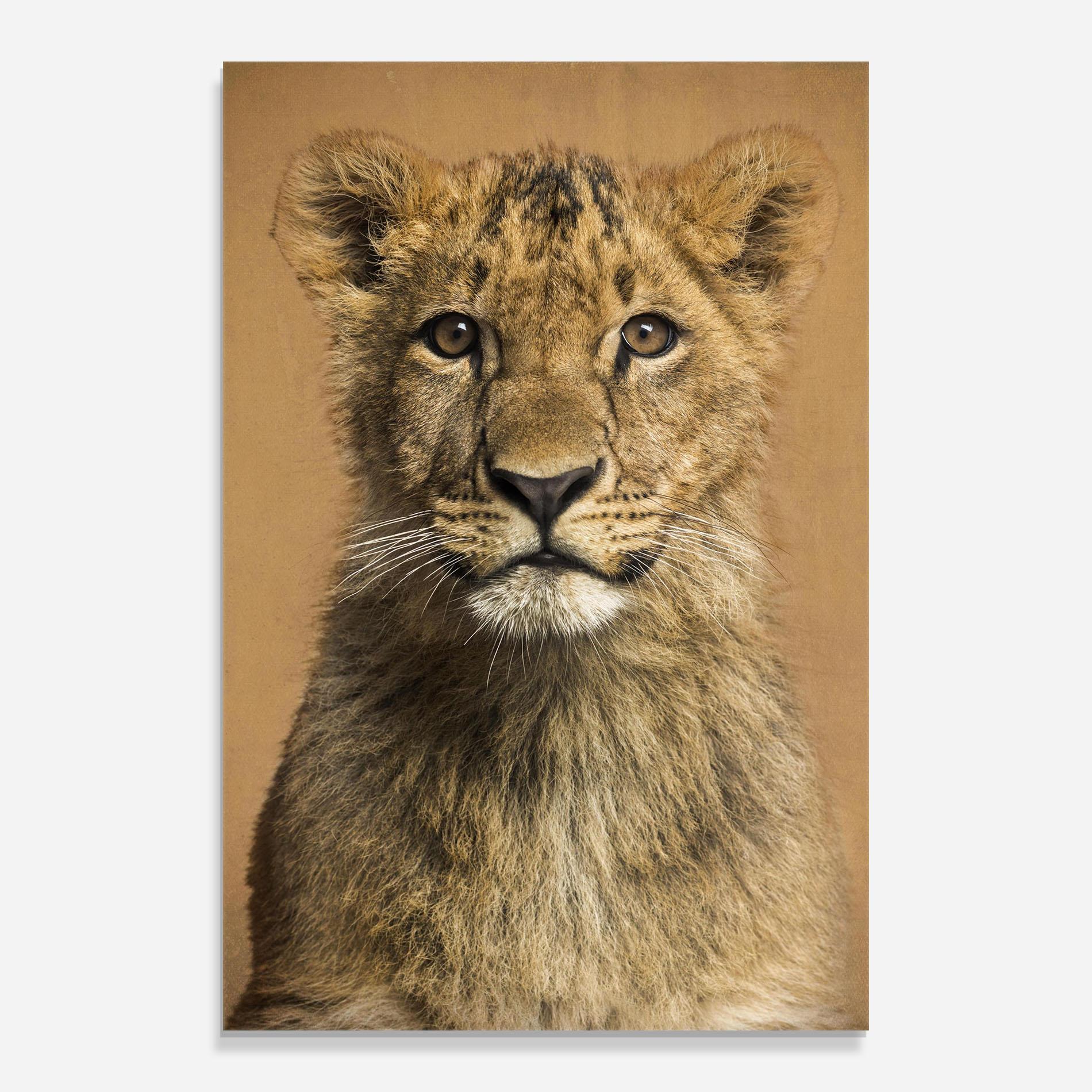Glasbild Baby Lion mockup 0