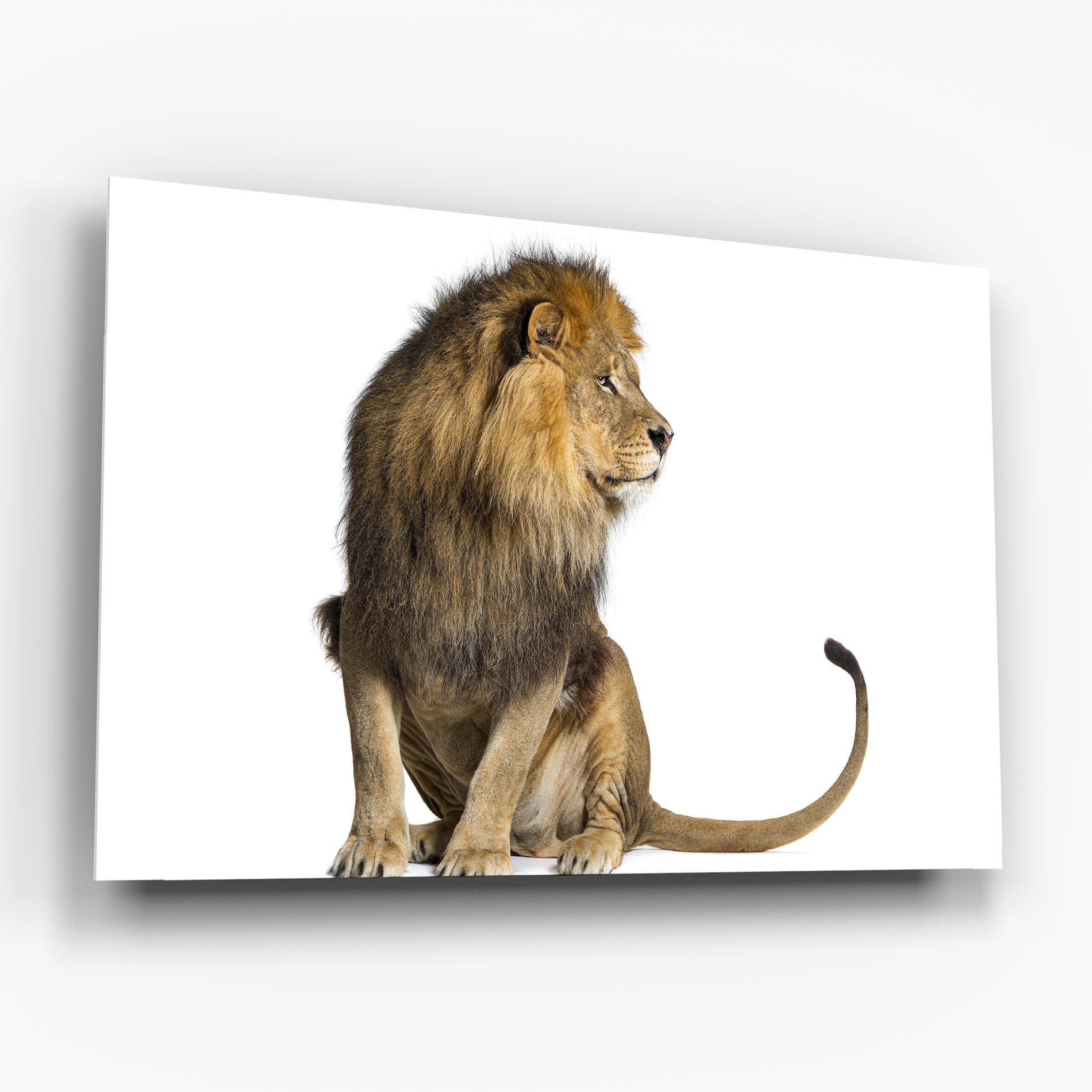 Glasbild Big Lion mockup 6