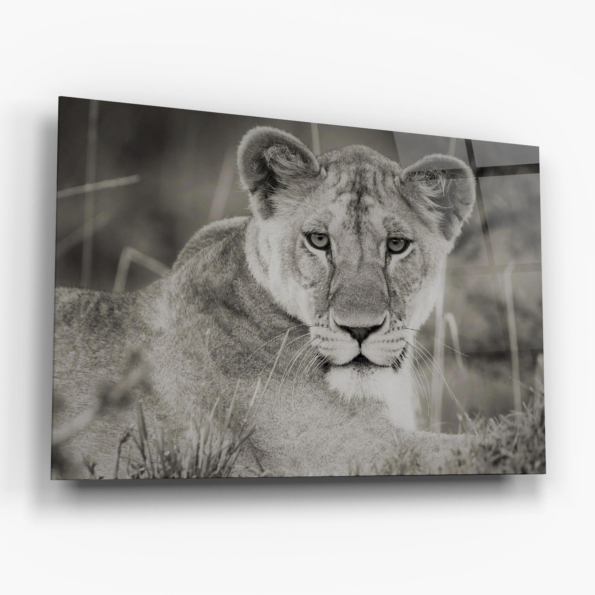 Glasbild Grey Female Lion Looking mockup 6