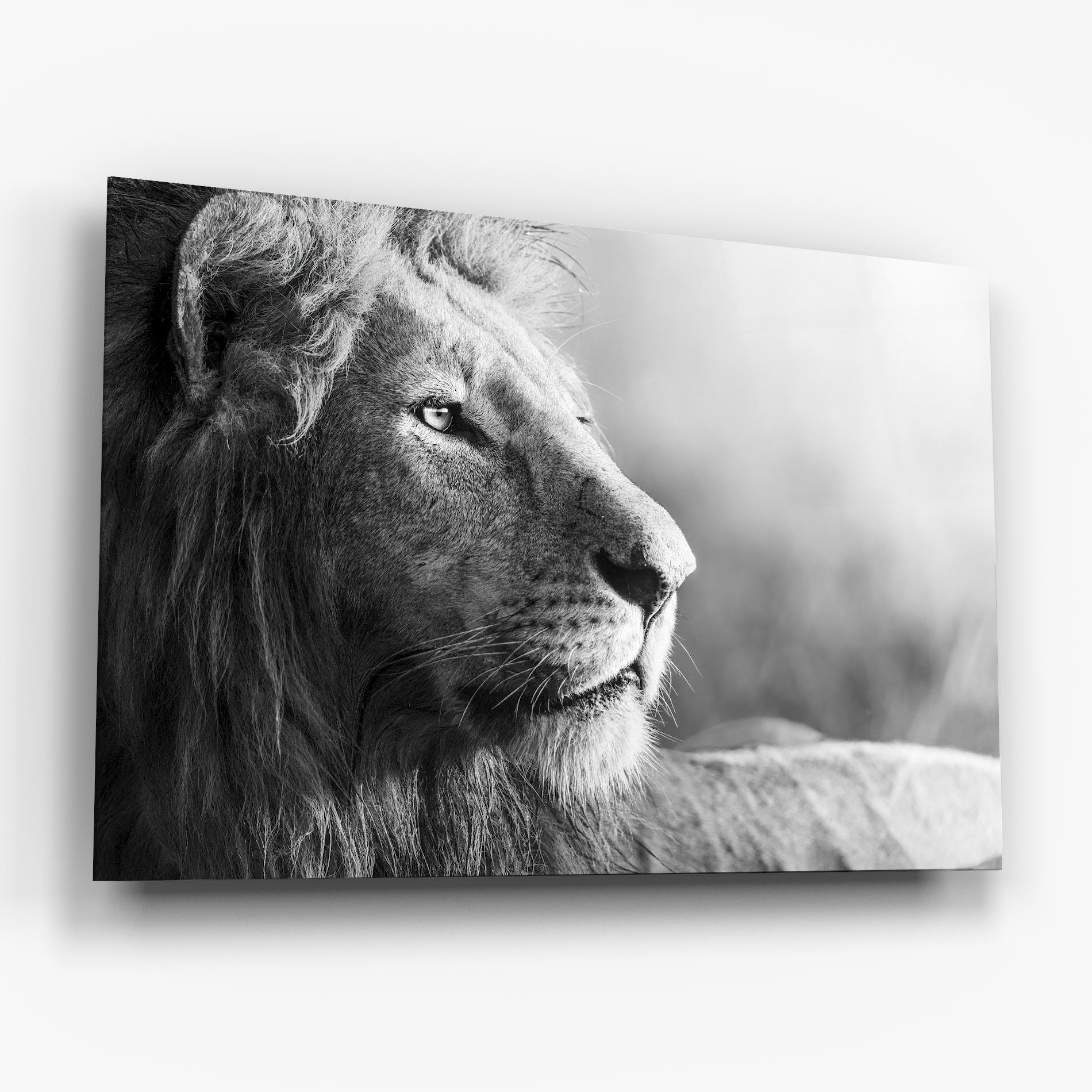 Glasbild Grey Lion Head mockup 6