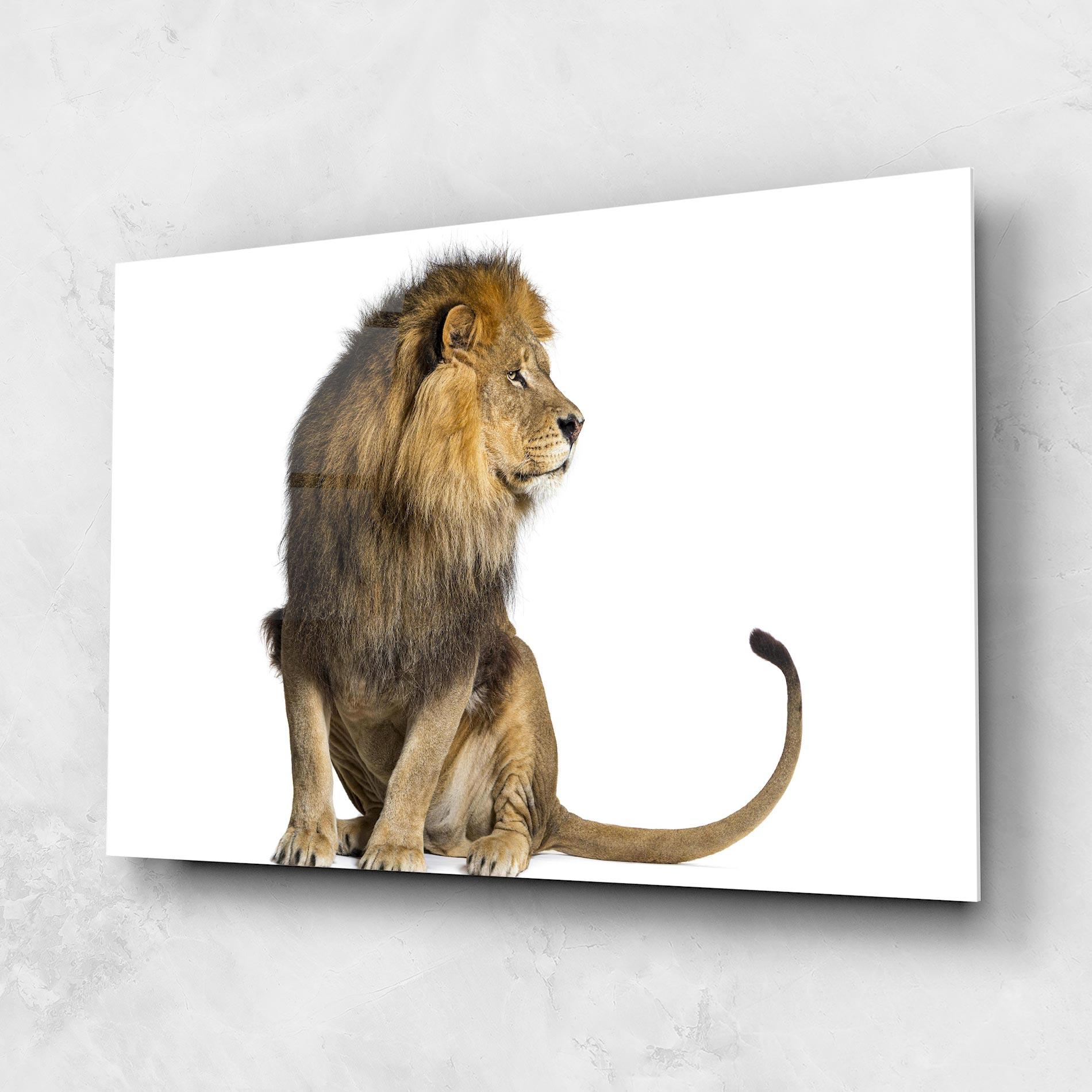 Glasbild Big Lion mockup 1