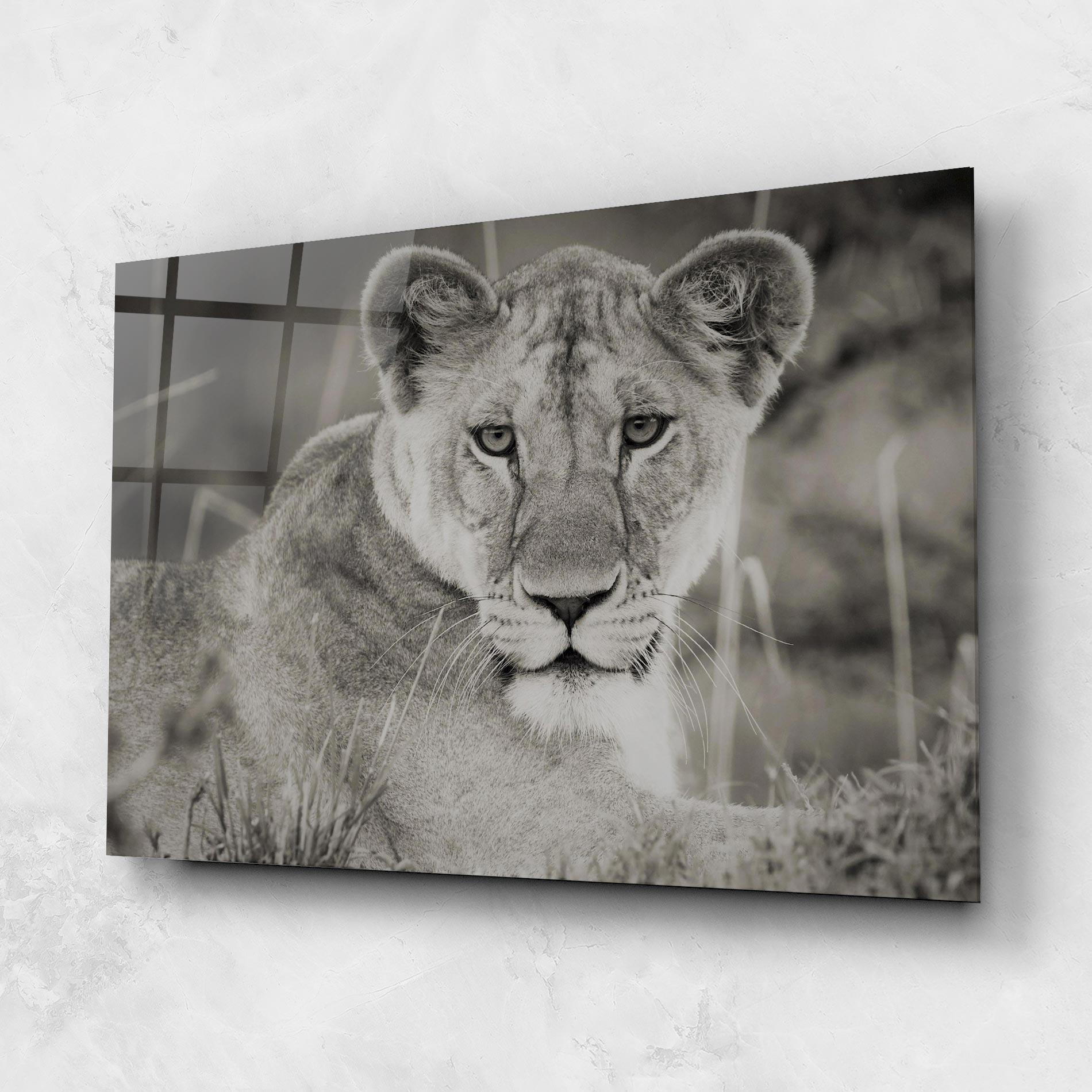 Glasbild Grey Female Lion Looking mockup 1