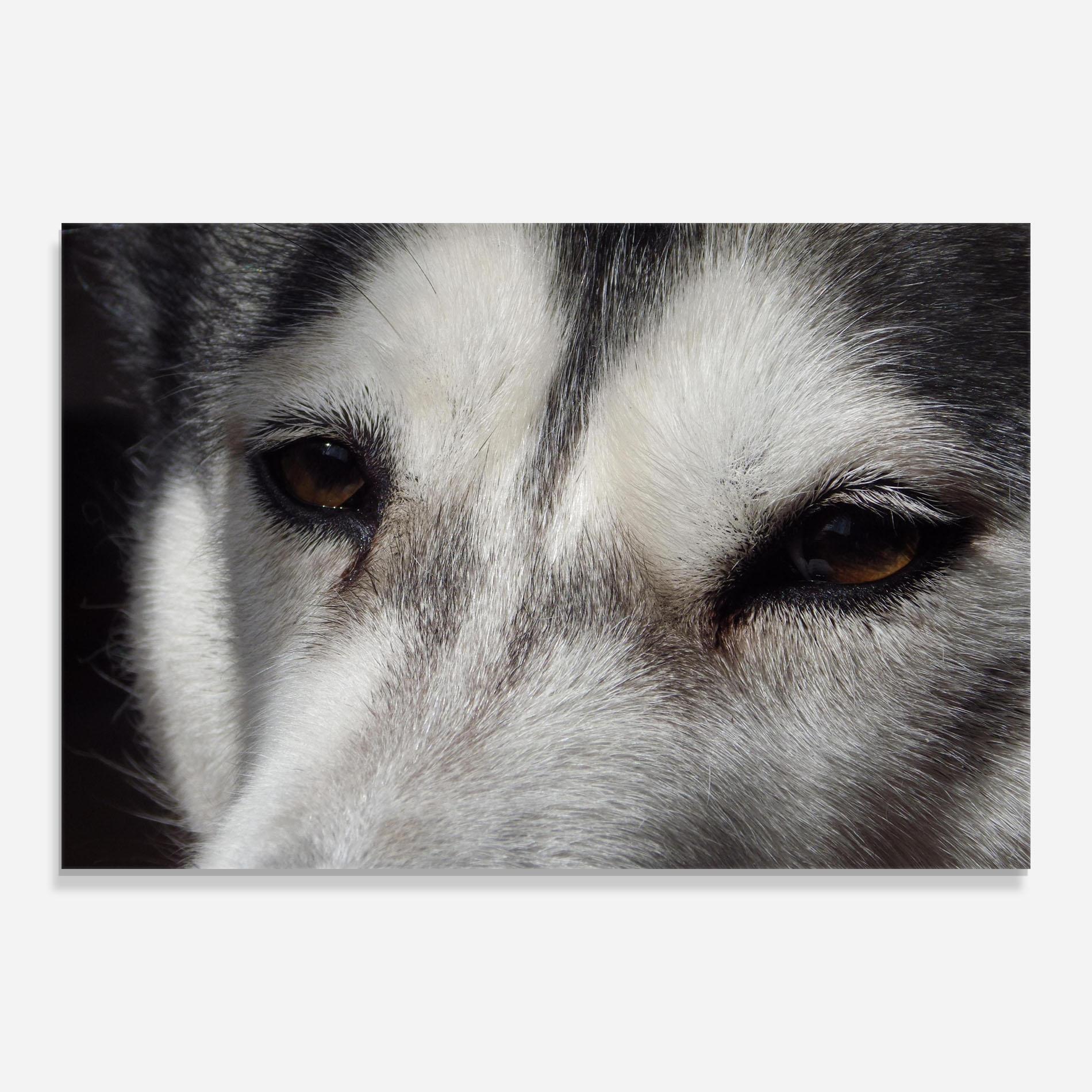 Glasbild Close Up Wolf mockup 0