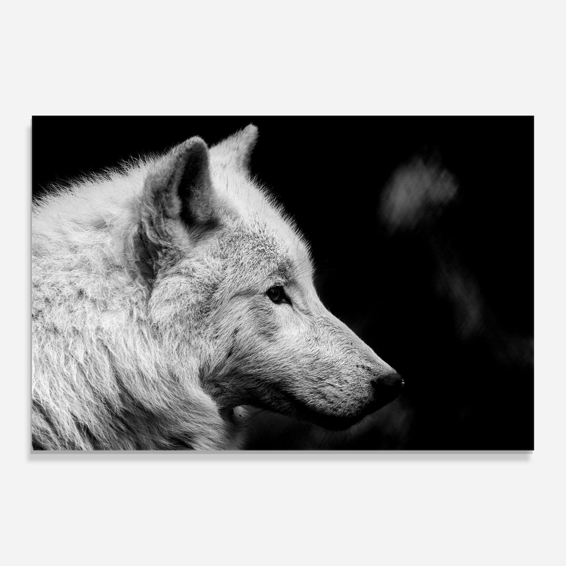 Glasbild Grey Wolf mockup 0