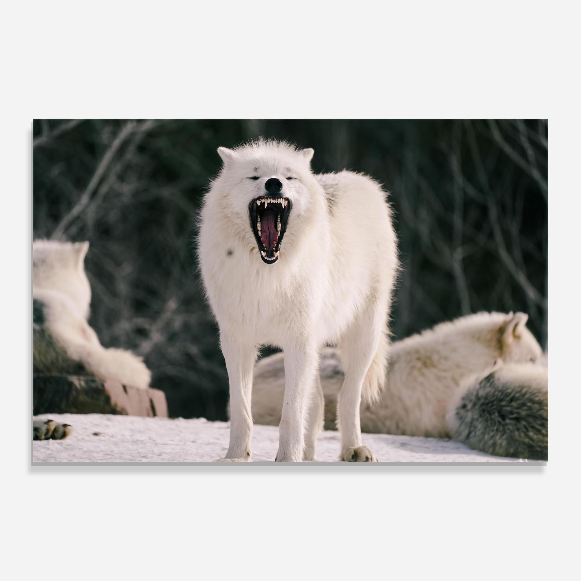 Glasbild Laughing White Wolf mockup 0