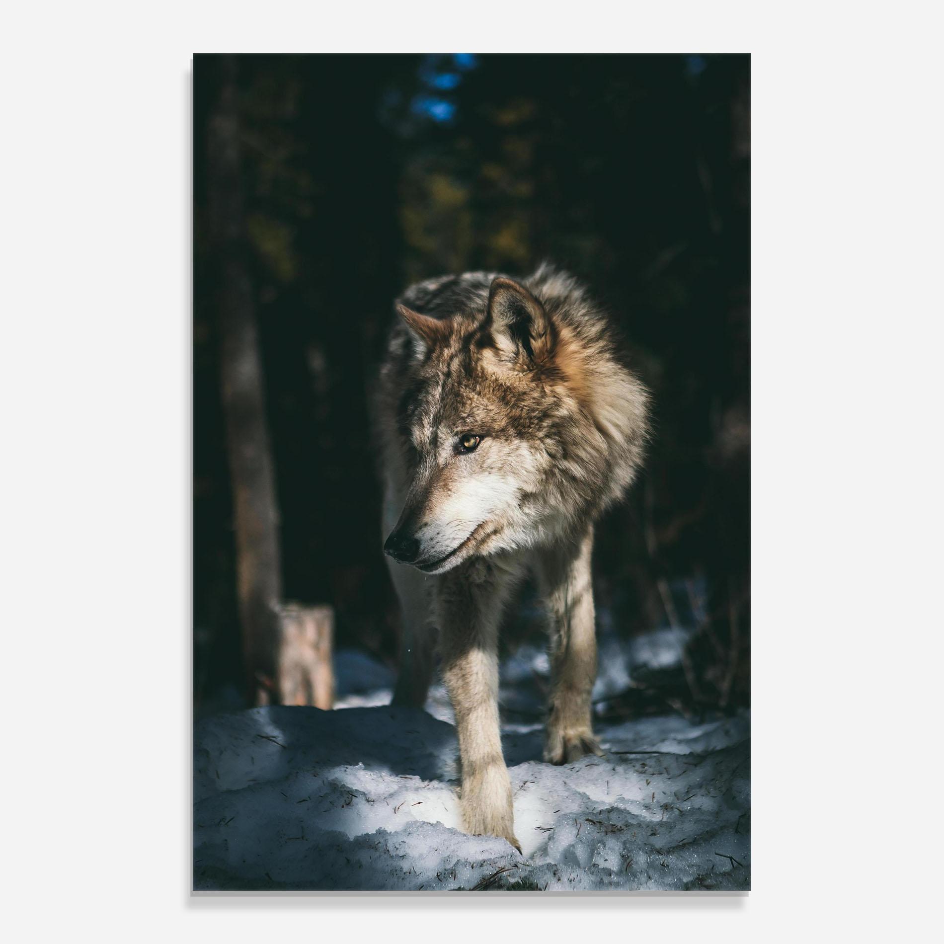 Glasbild Forest Wolf mockup 0