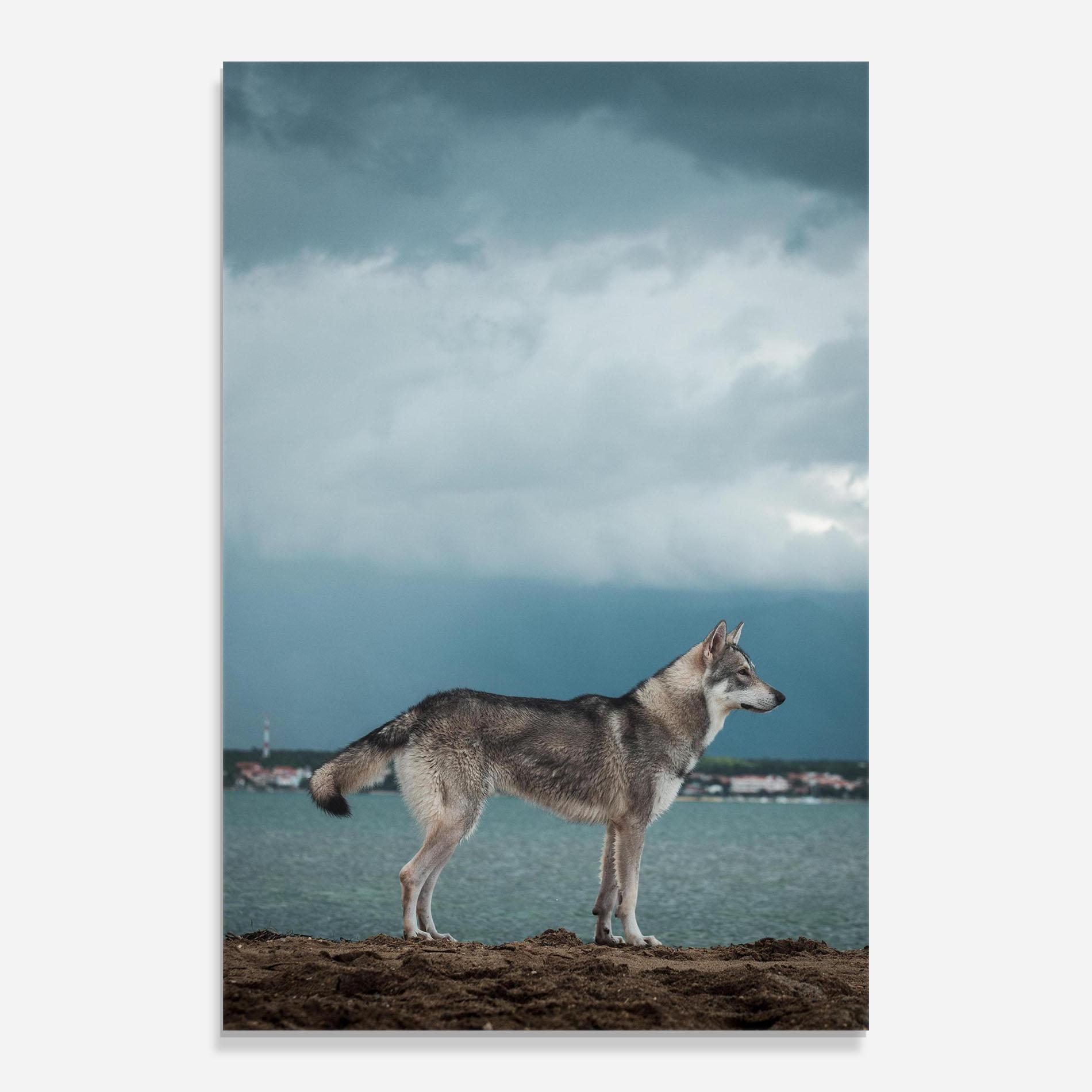 Glasbild Grey Wolf Looking mockup 0