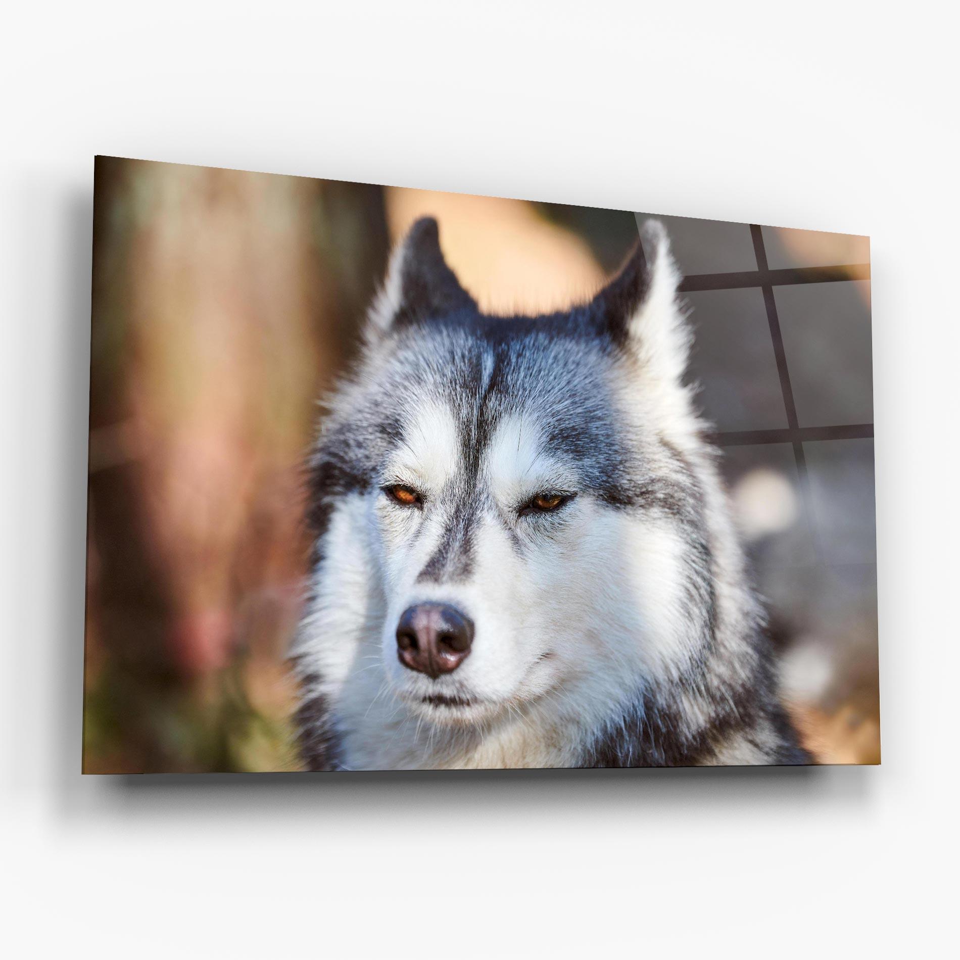 Glasbild Annoyed Wolf mockup 6