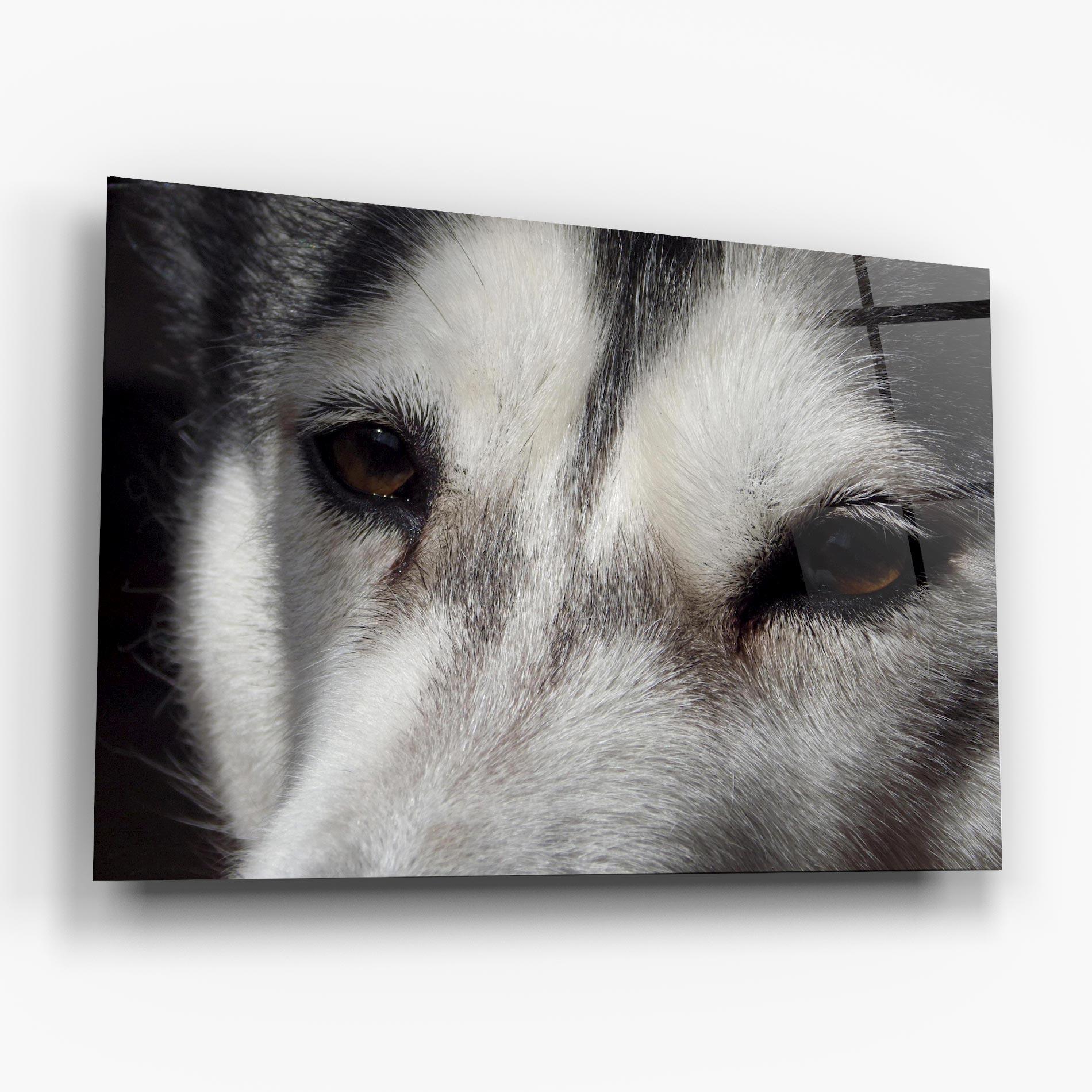 Glasbild Close Up Wolf mockup 6