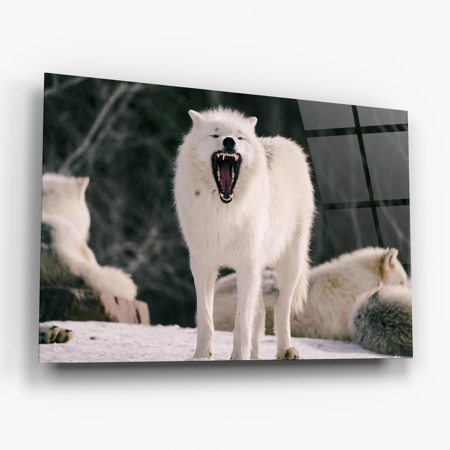 Glasbild Laughing White Wolf mockup 6