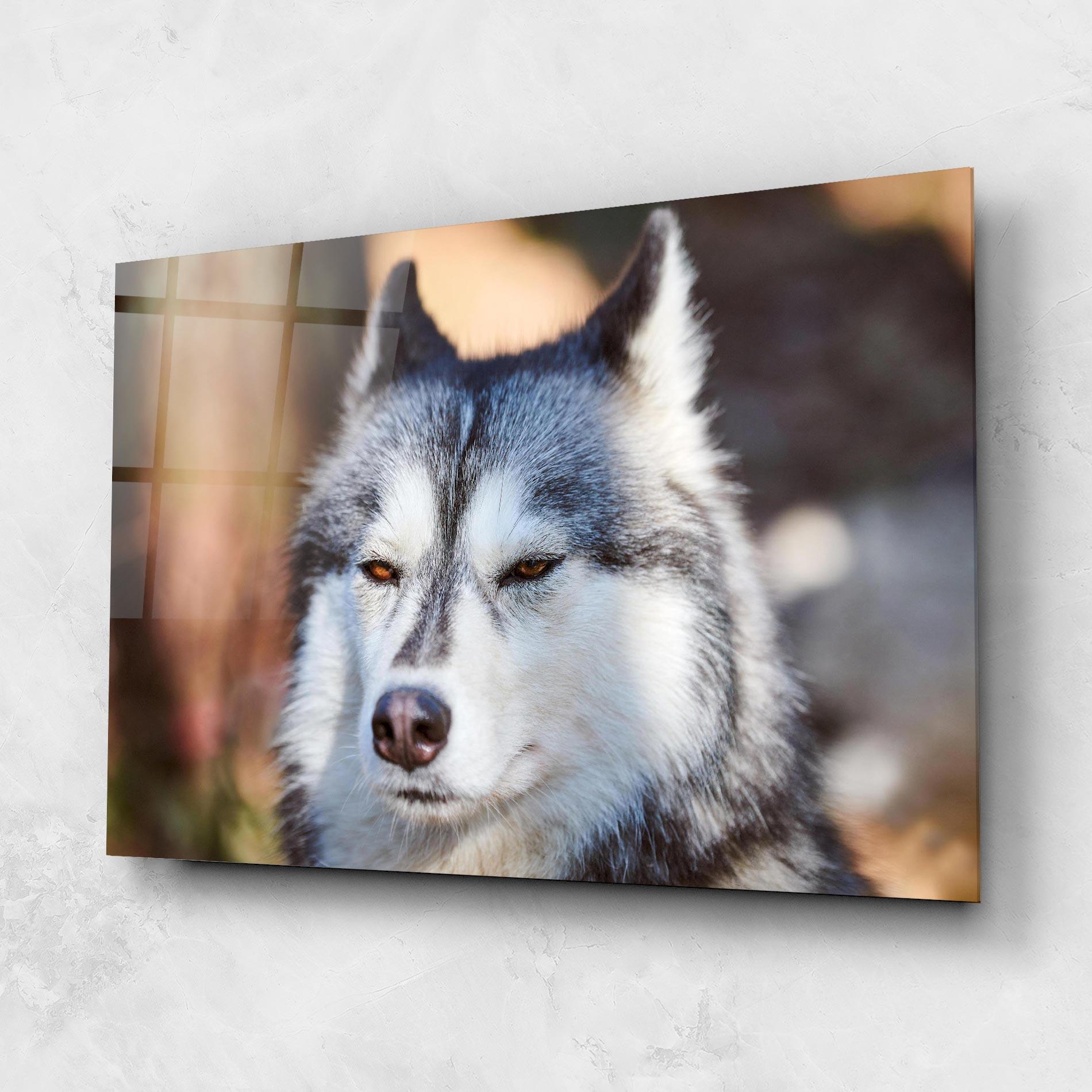 Glasbild Annoyed Wolf mockup 1