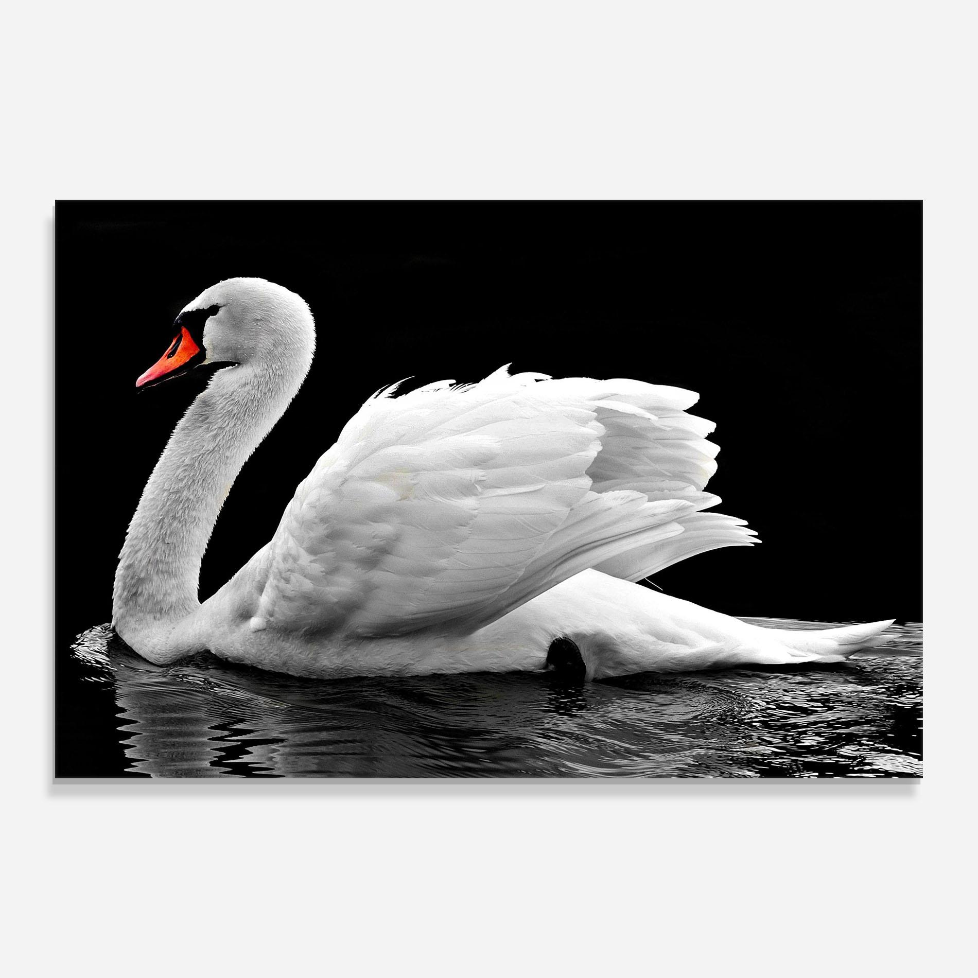 Glasbild Black And White Swan mockup 0