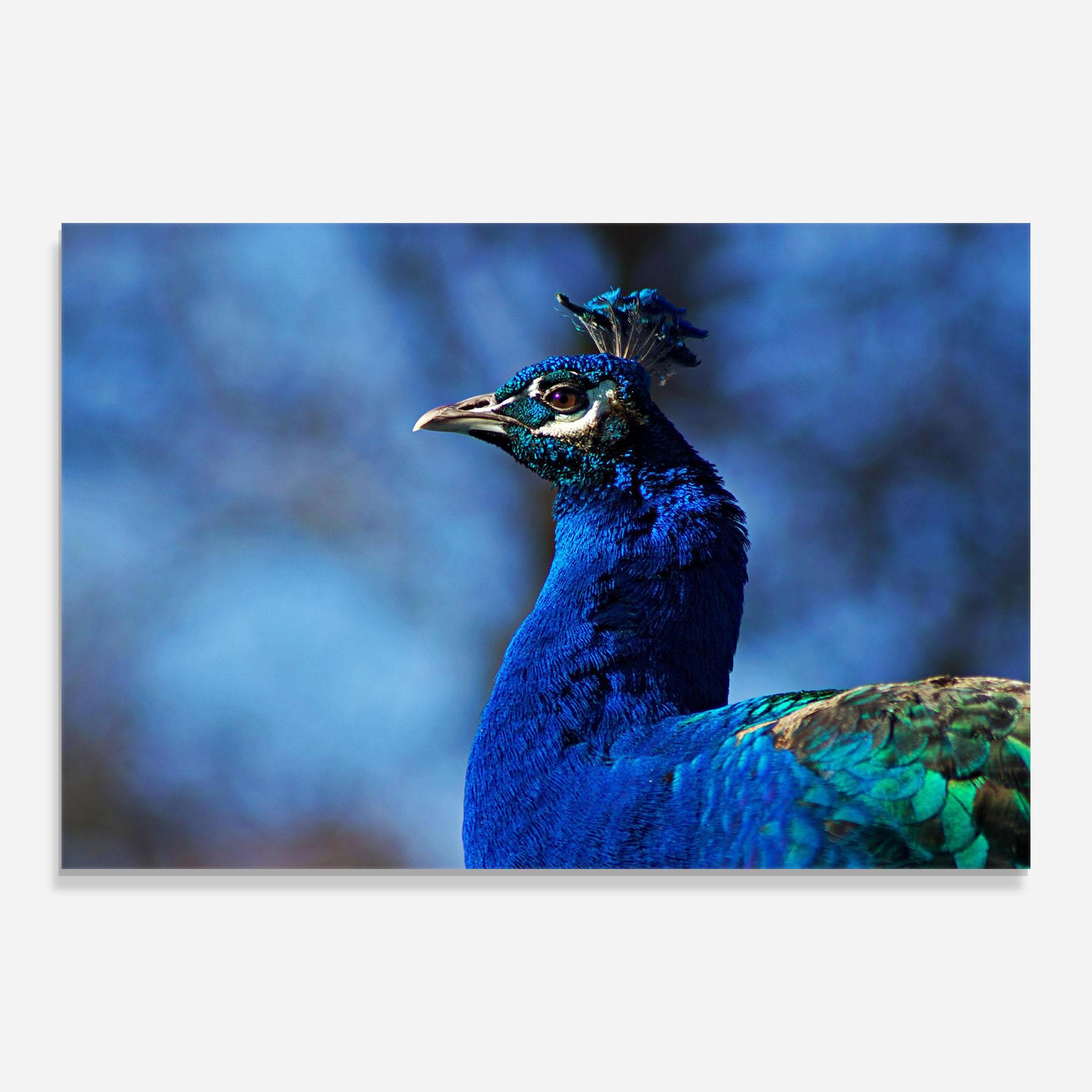 Glasbild Blue Bird mockup 0