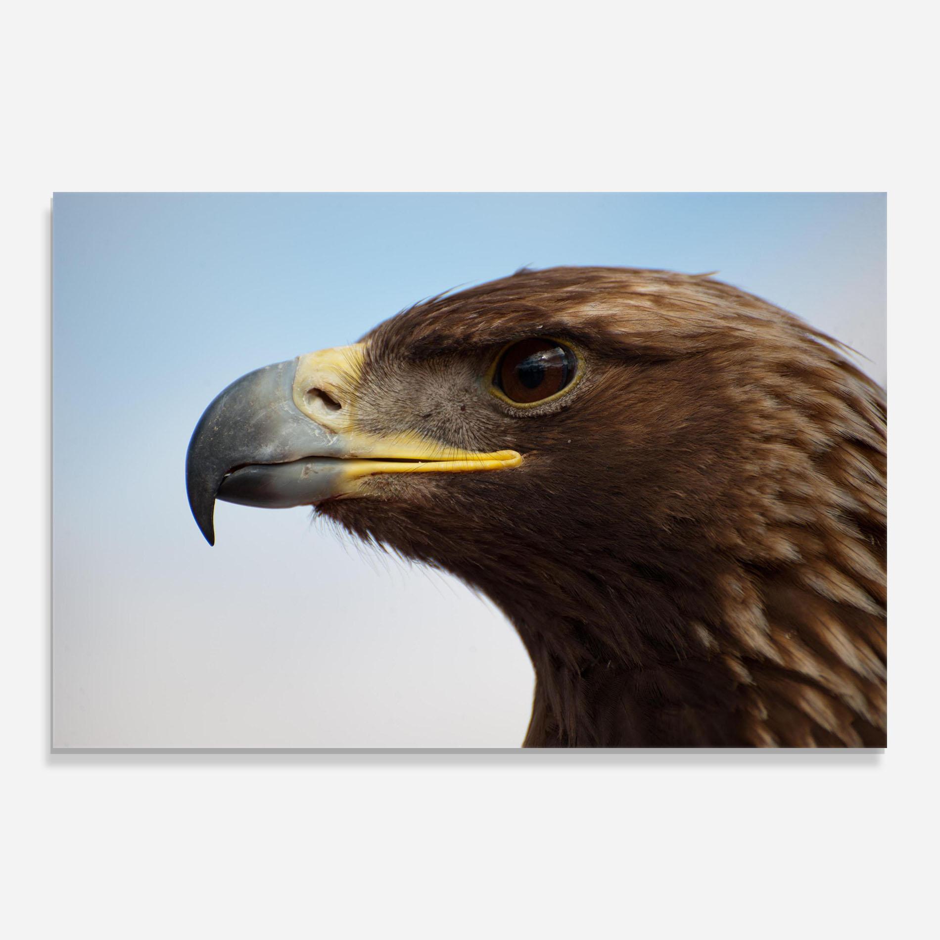 Glasbild Brown Head Eagle mockup 0