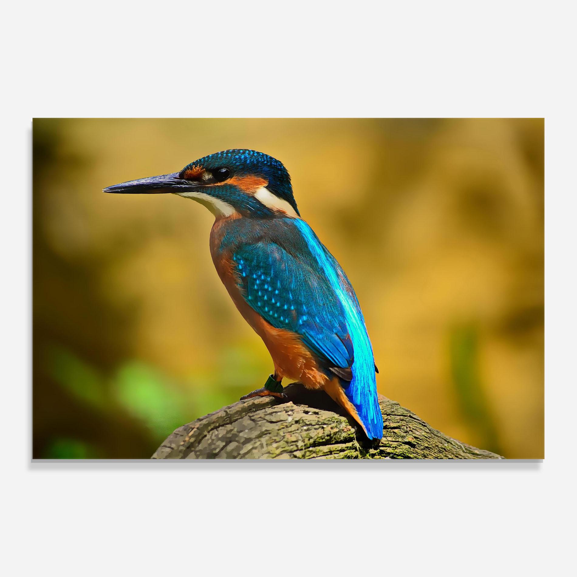 Glasbild Cute Blue Bird mockup 0