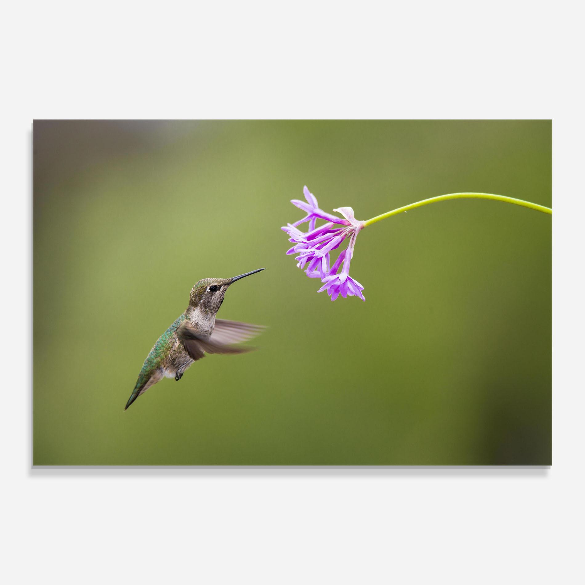 Glasbild Cute Hummingbird mockup 0