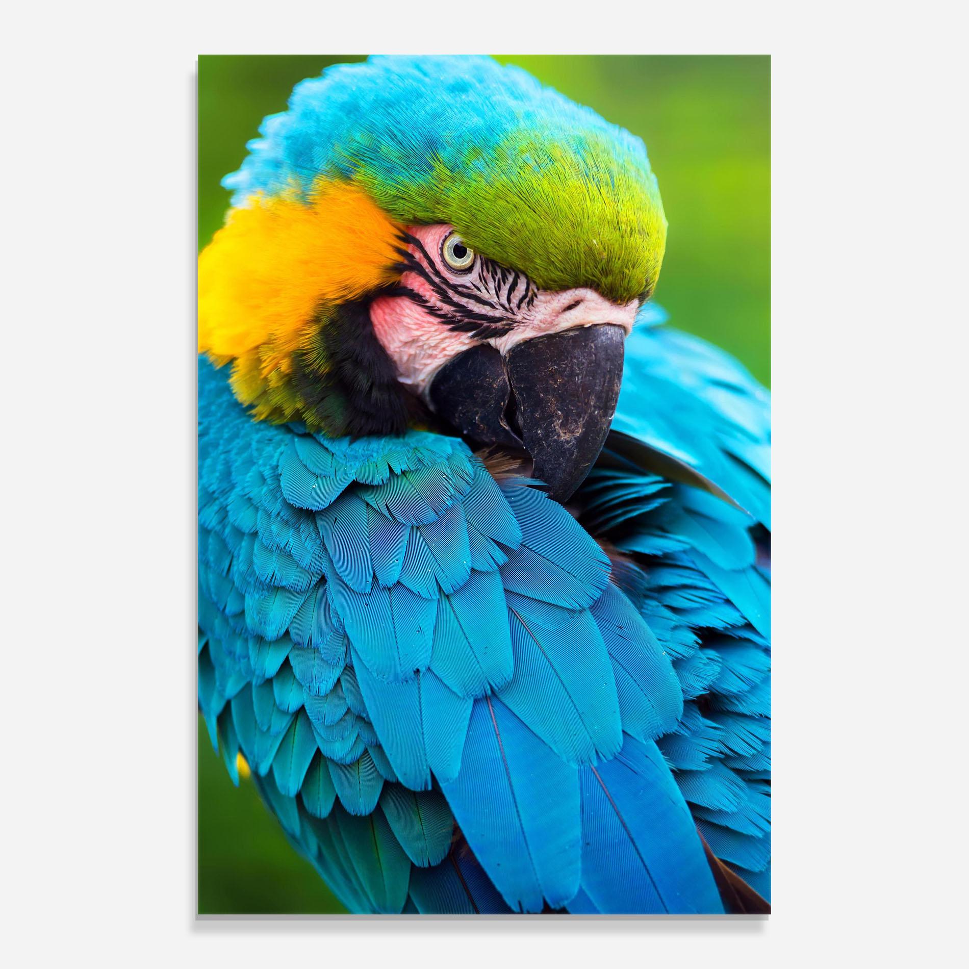 Glasbild Blue Parrot mockup 0
