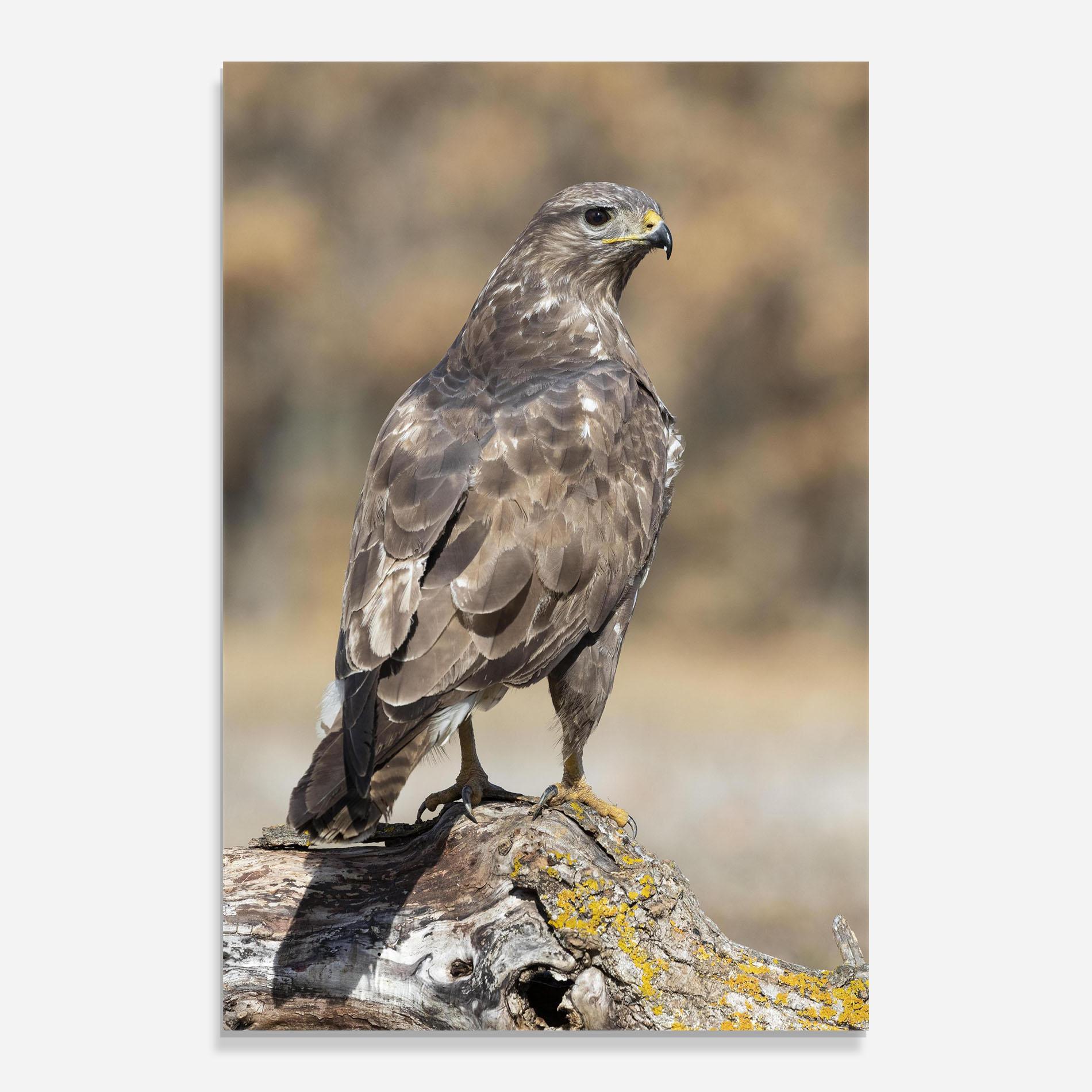 Glasbild Eagle Nature mockup 0