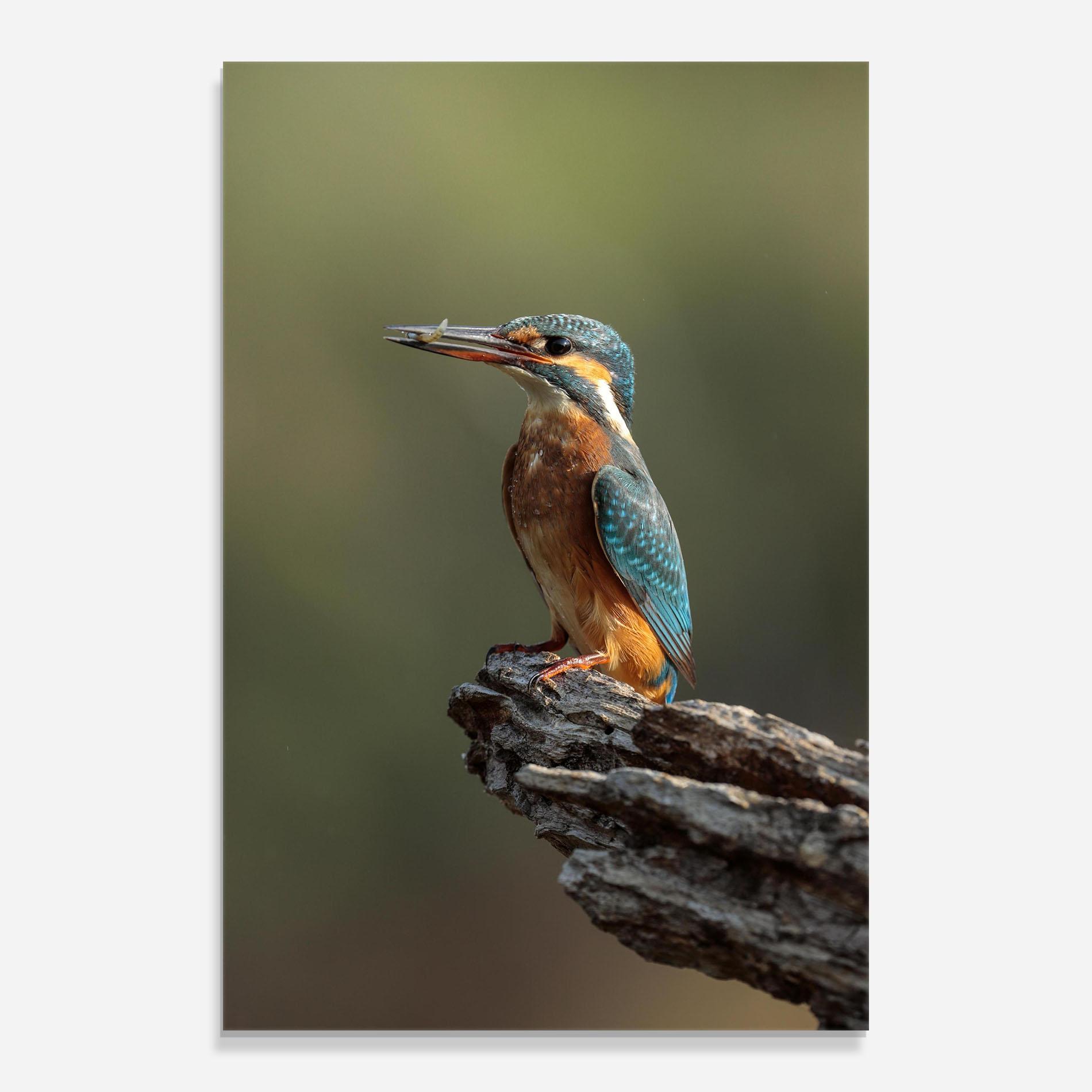 Glasbild Female Kingfisher mockup 0