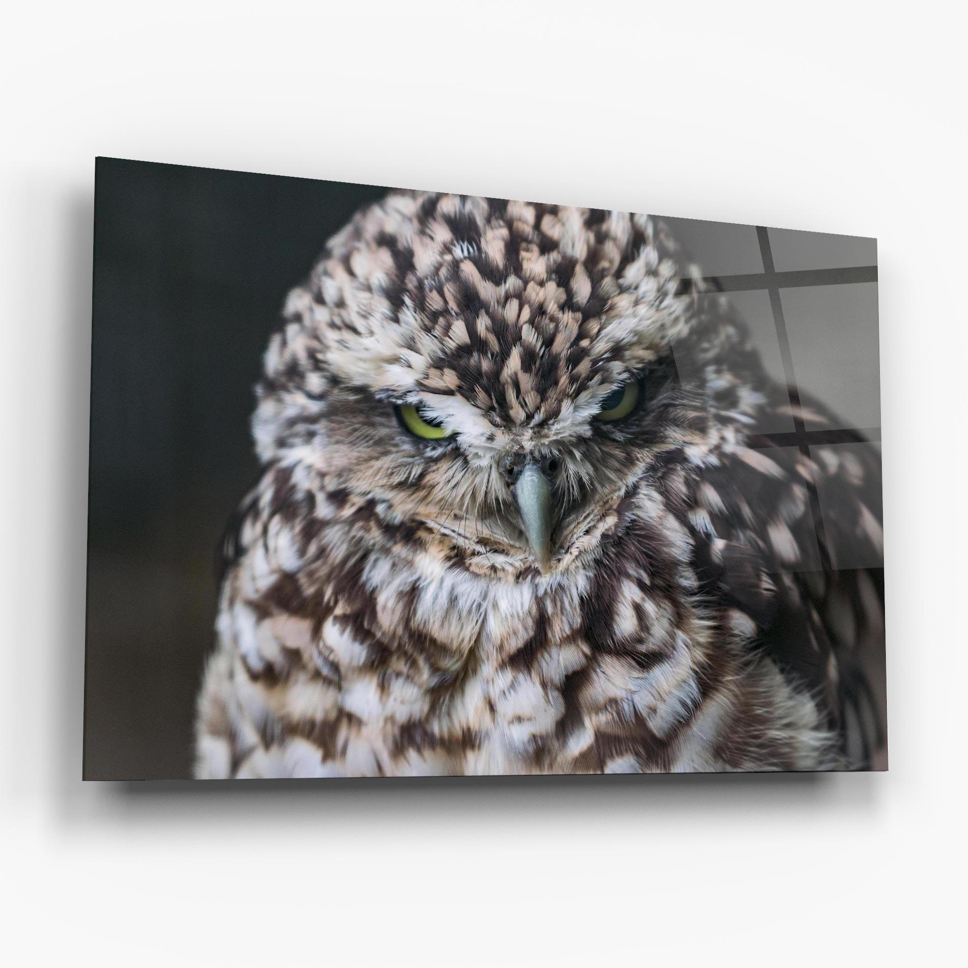 Glasbild Angry Little Owl mockup 6