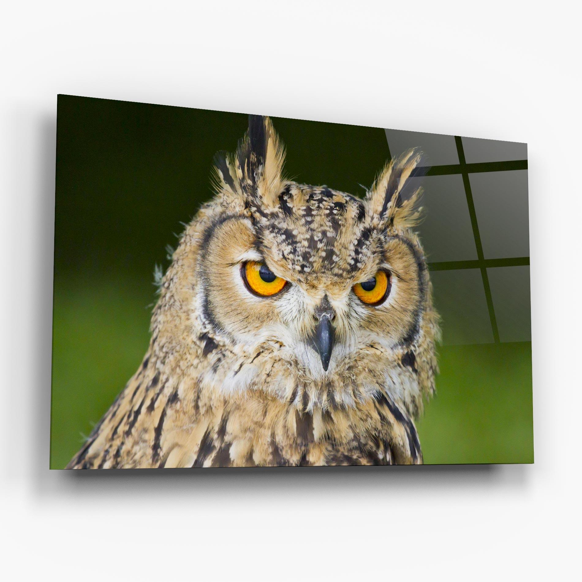 Glasbild Angry Owl mockup 6