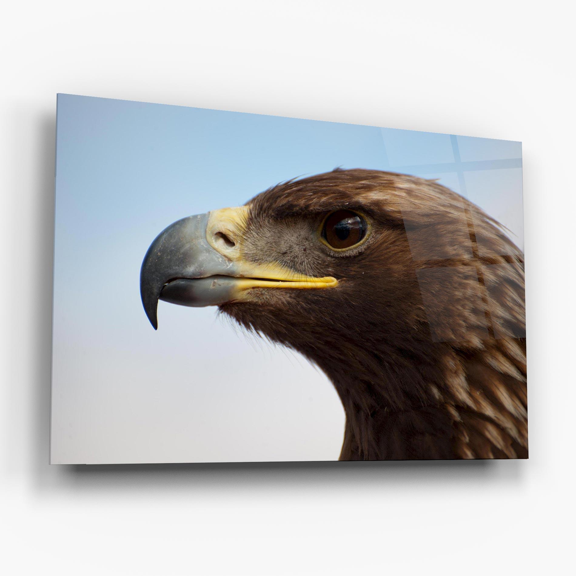 Glasbild Brown Head Eagle mockup 6