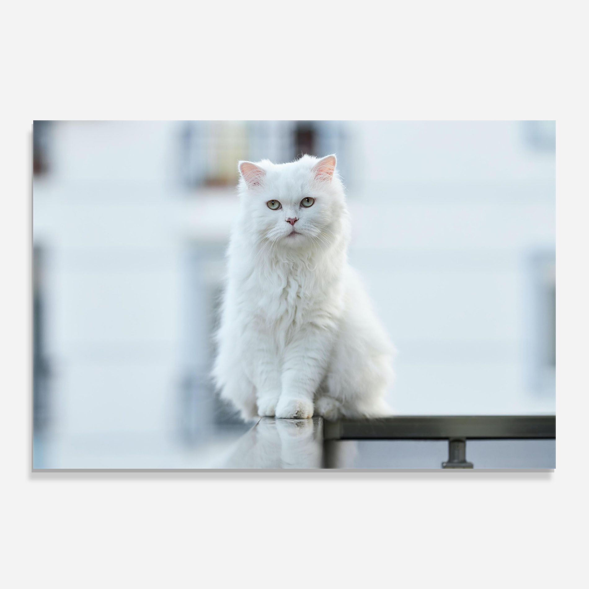 Big White Cat mockup 0