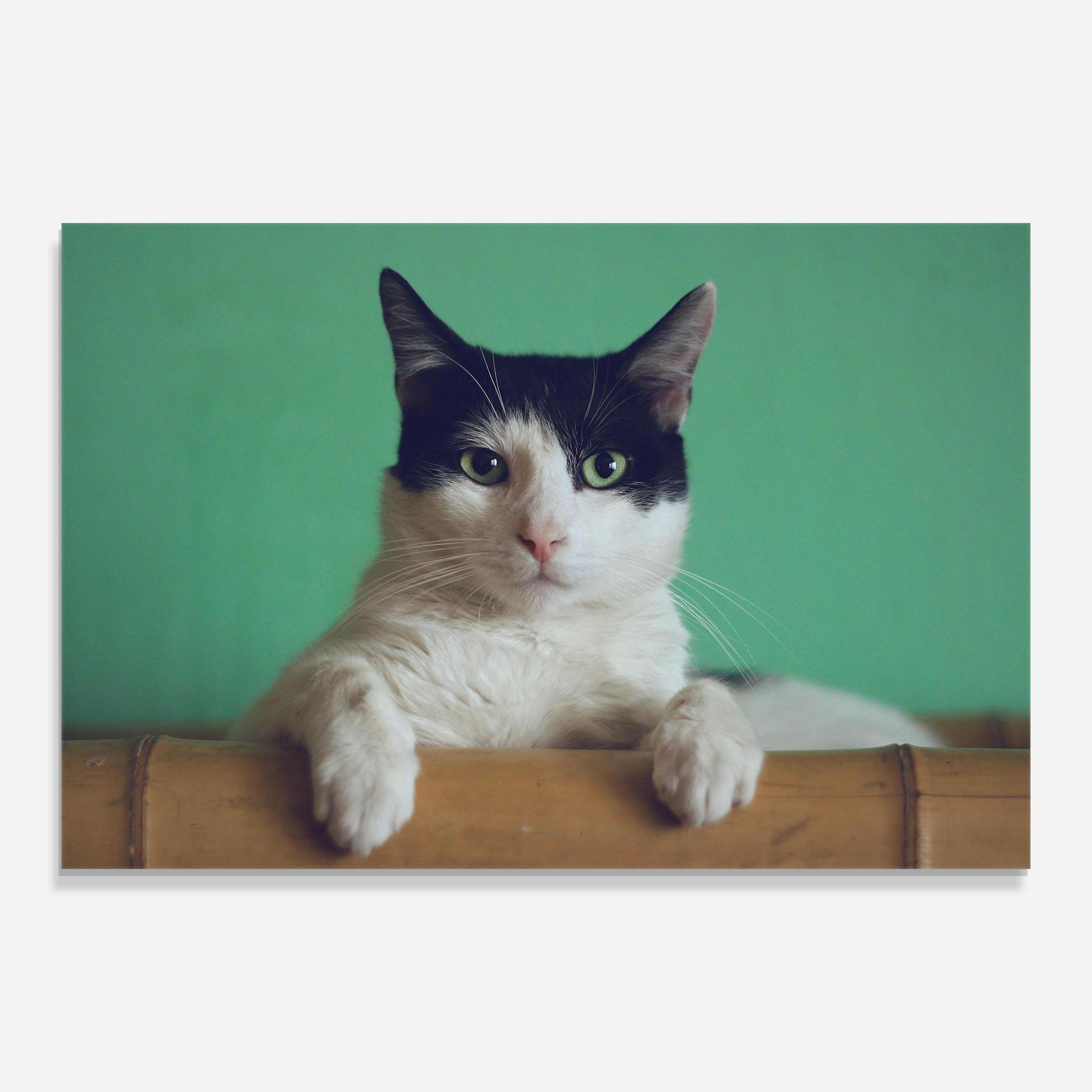 Glasbild Black White Cat mockup 0