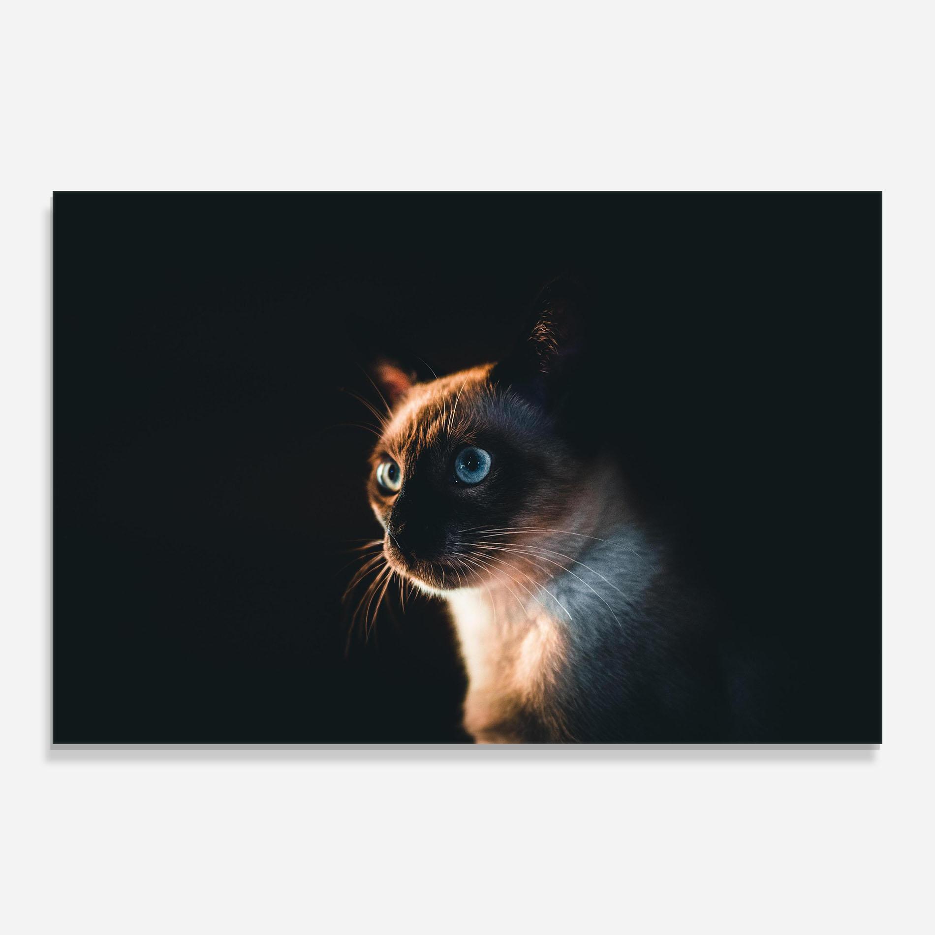 Glasbild Blue Eyes Cat In Dark mockup 0