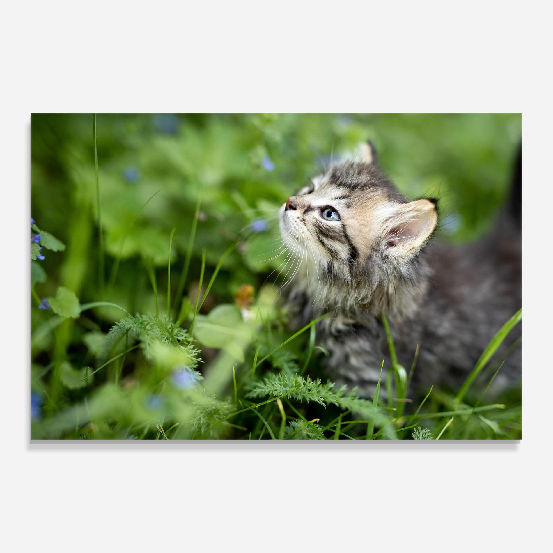 Glasbild Brown Baby Cat mockup 0