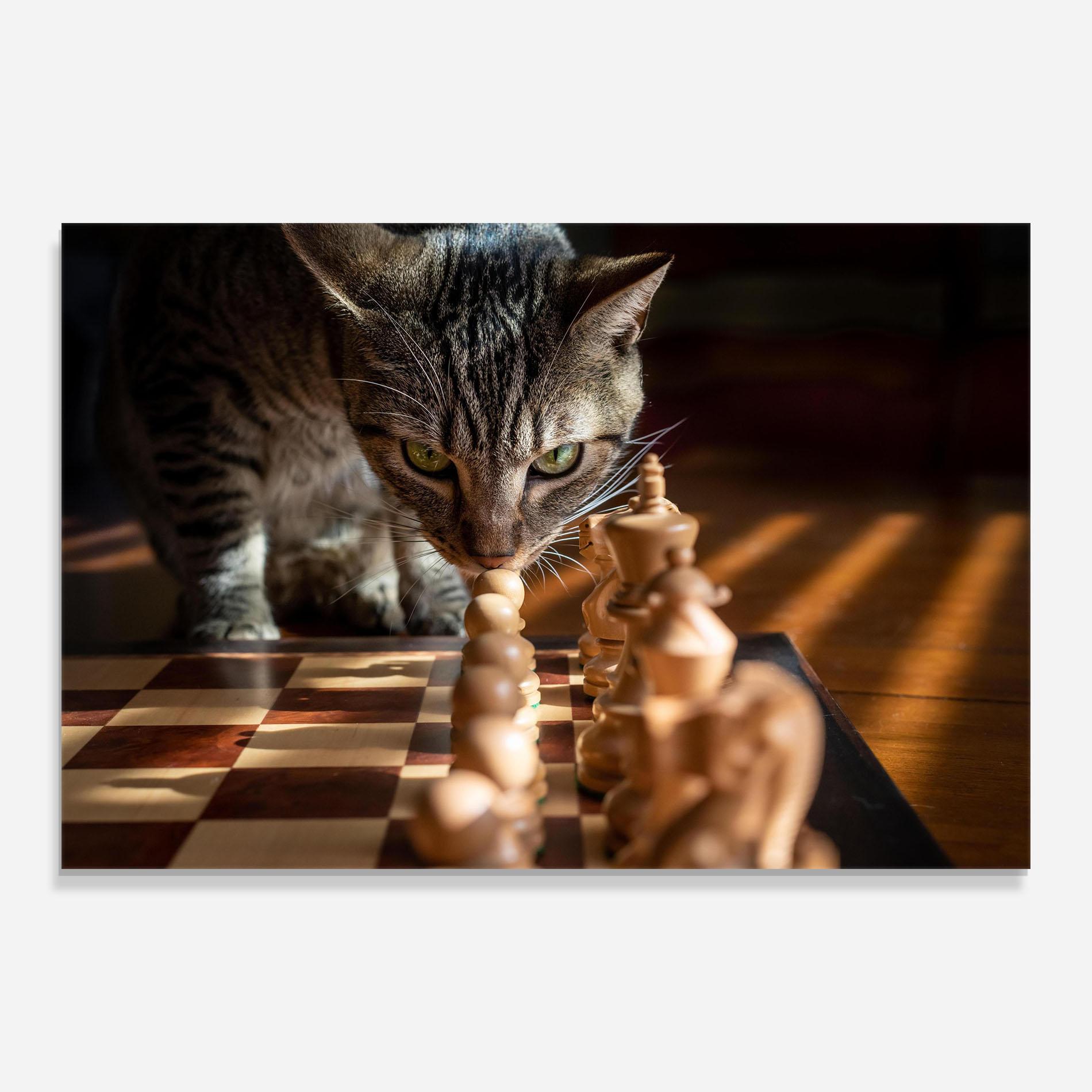 Glasbild Chess Cat mockup 0