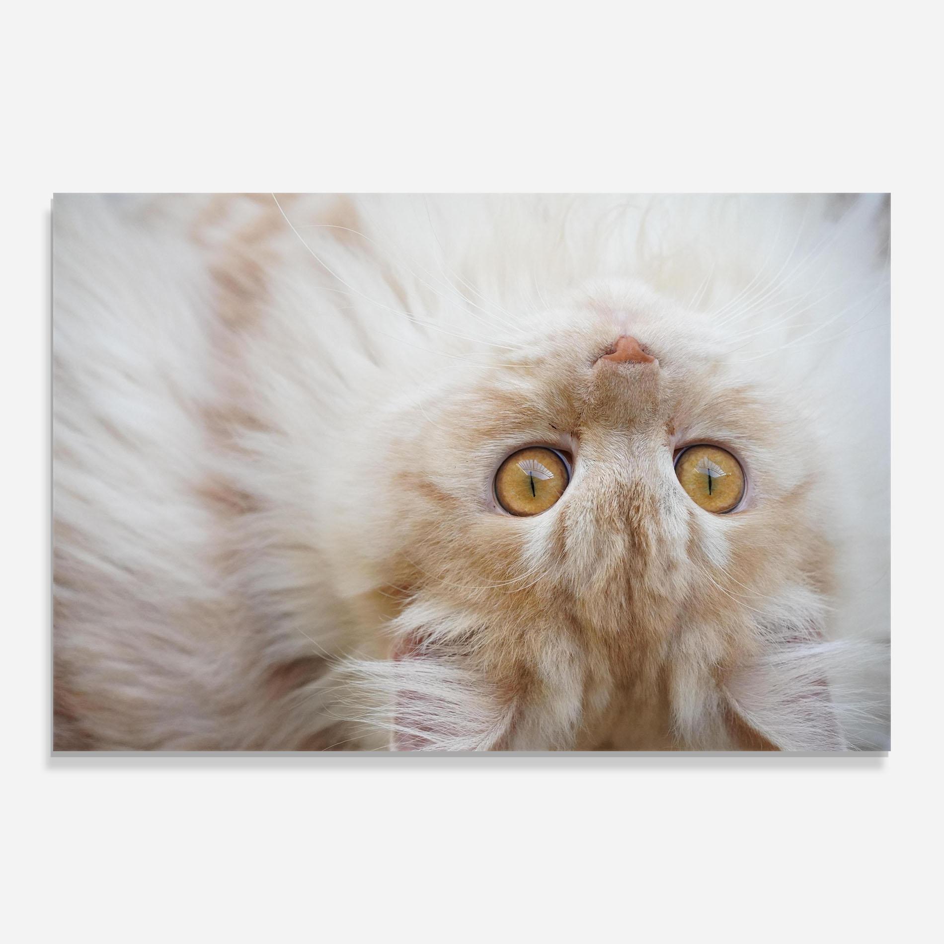 Glasbild Close Up Yellow Eyes Cat mockup 0