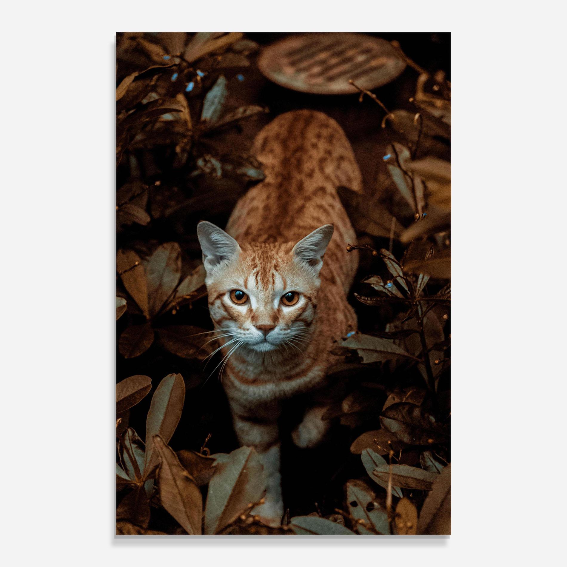 Glasbild Autumn Orange Cat mockup 0
