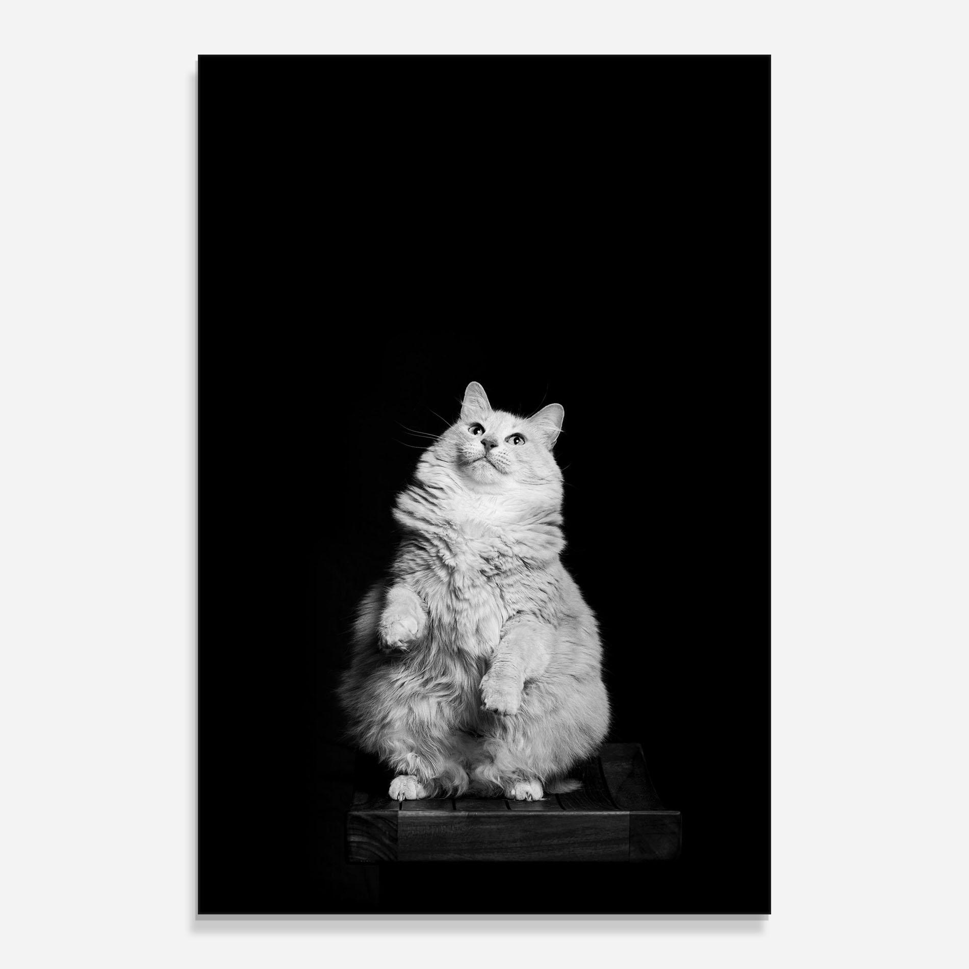 Glasbild Big Fluffy Cat mockup 0