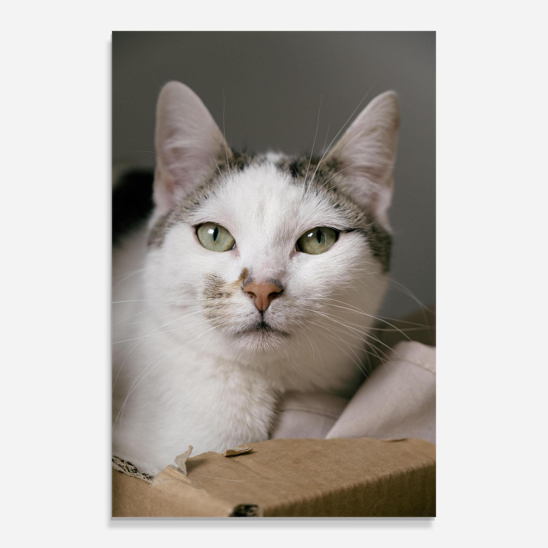 Glasbild Big Sleepy Cat mockup 0