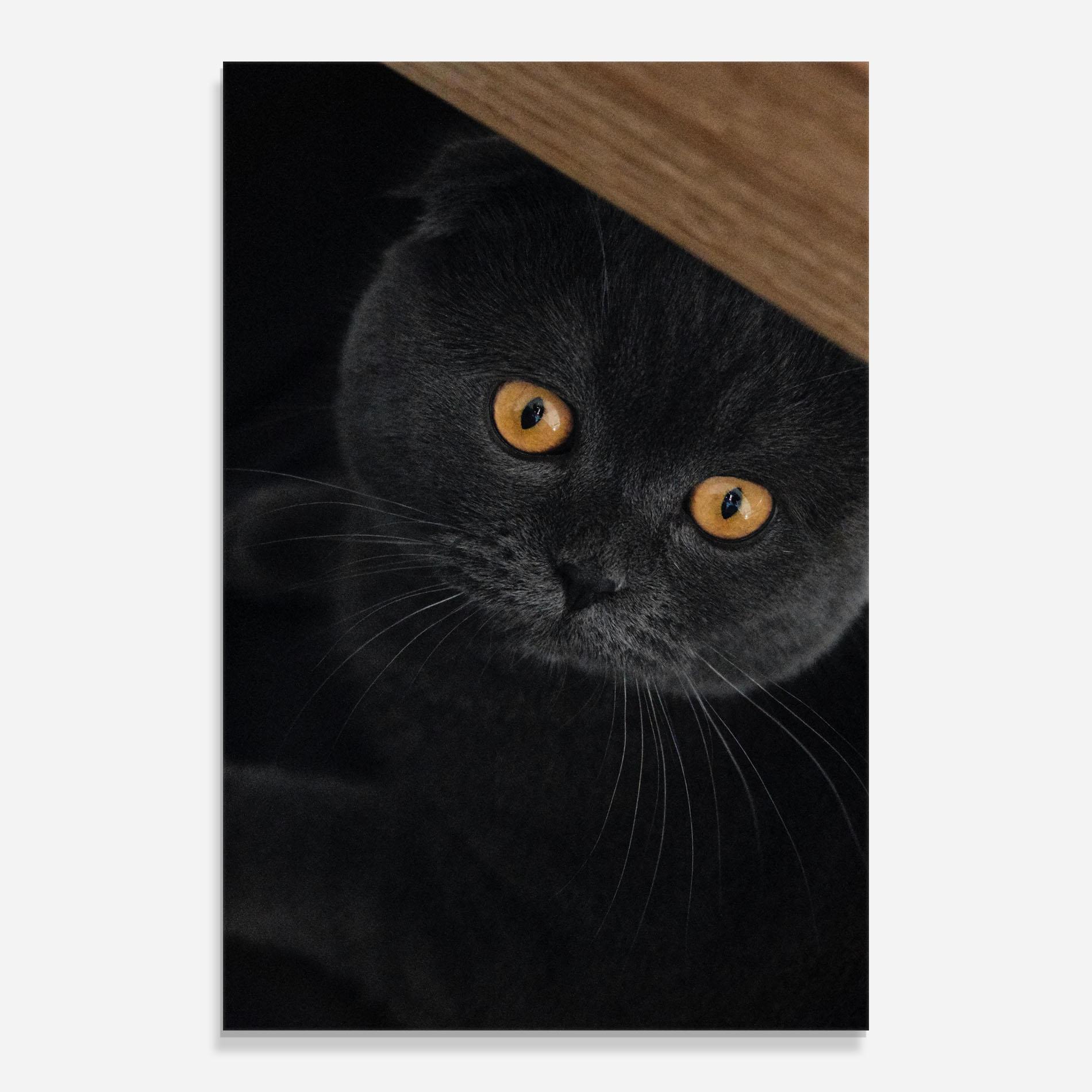 Glasbild Grey Cat With Orange Eyes mockup 0