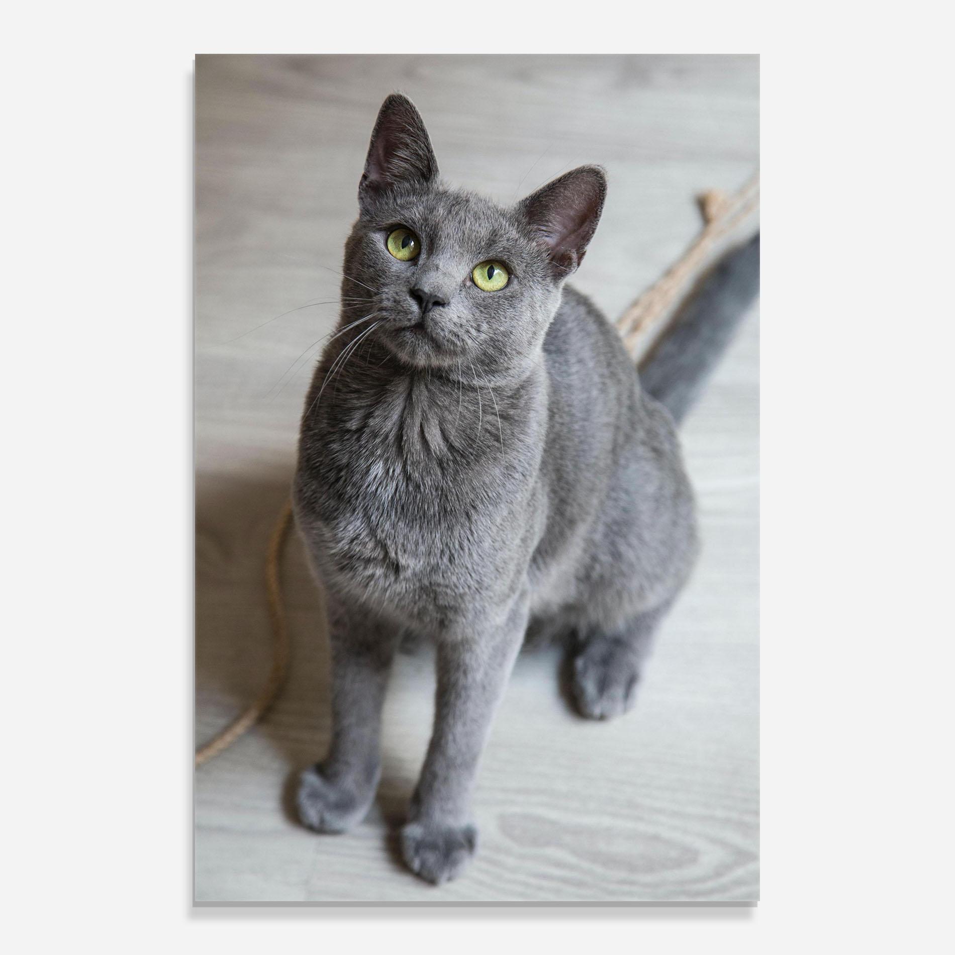 Glasbild Grey Green Cat Eyes mockup 0
