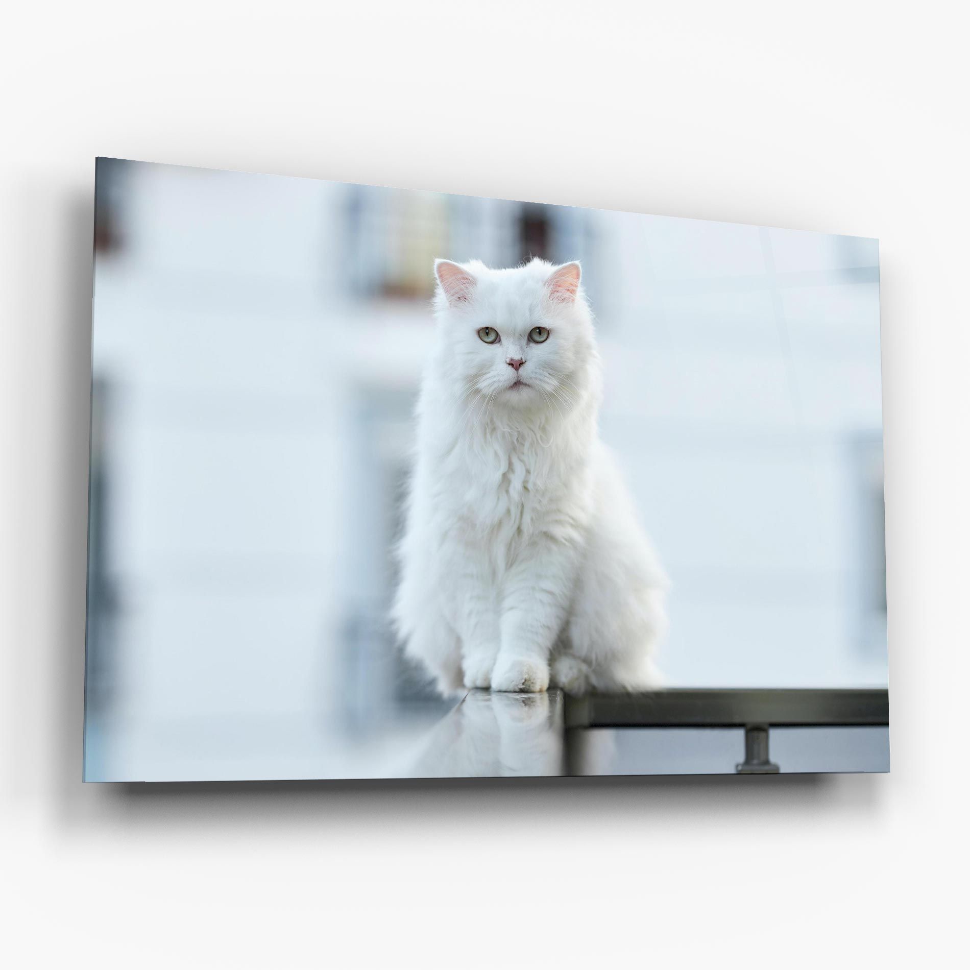 Big White Cat mockup 6