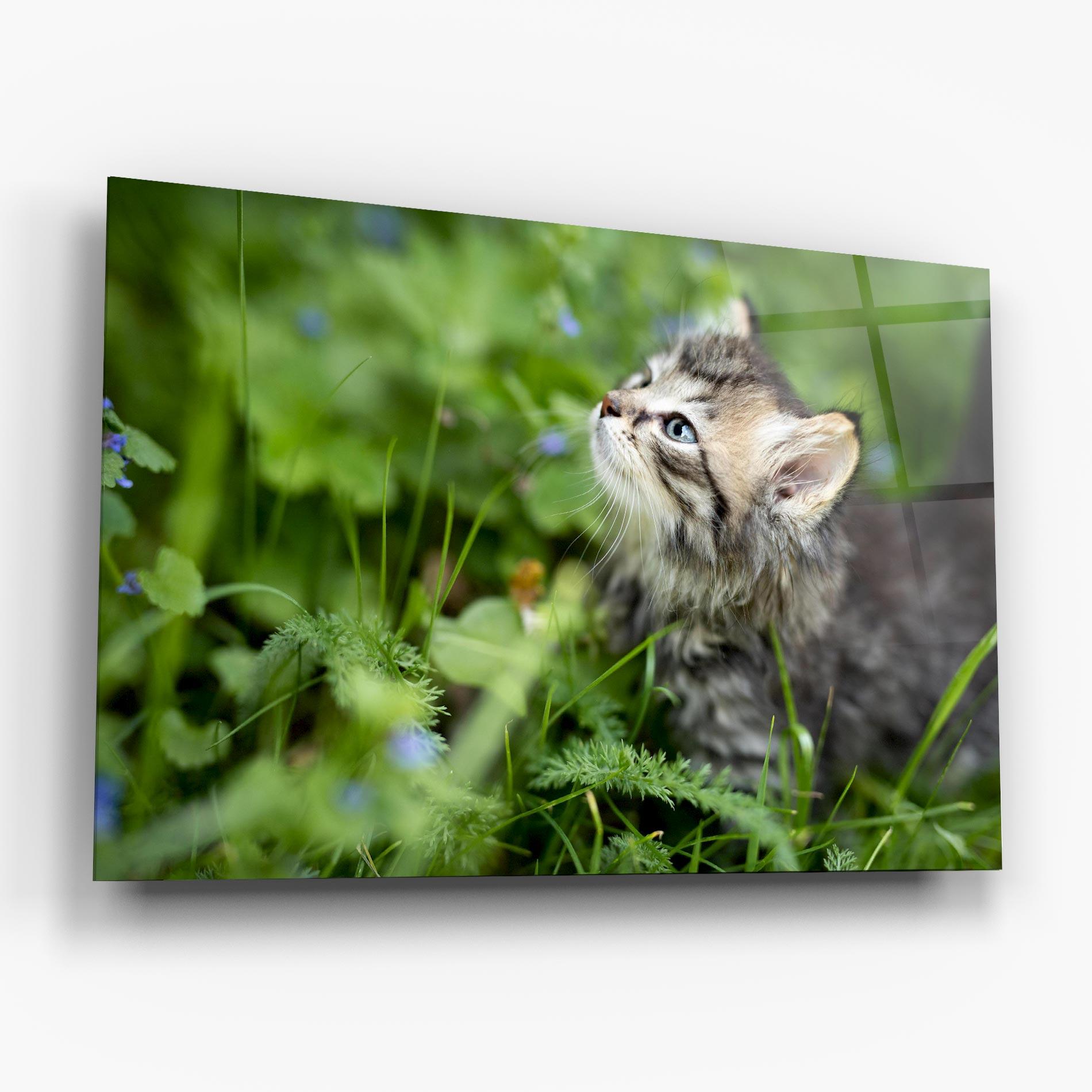 Glasbild Brown Baby Cat mockup 6