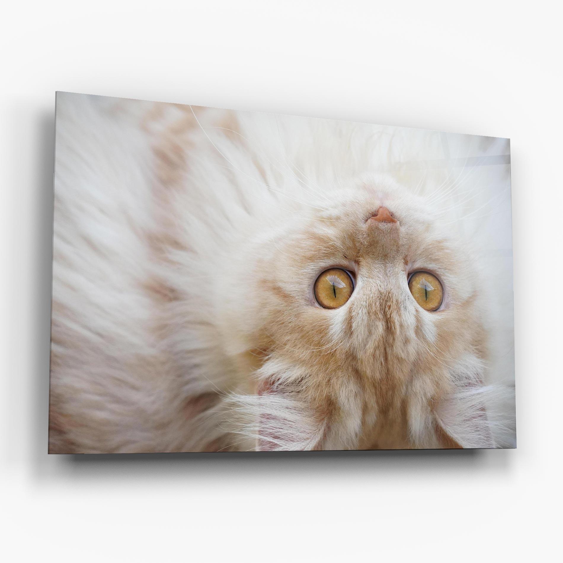 Glasbild Close Up Yellow Eyes Cat mockup 6