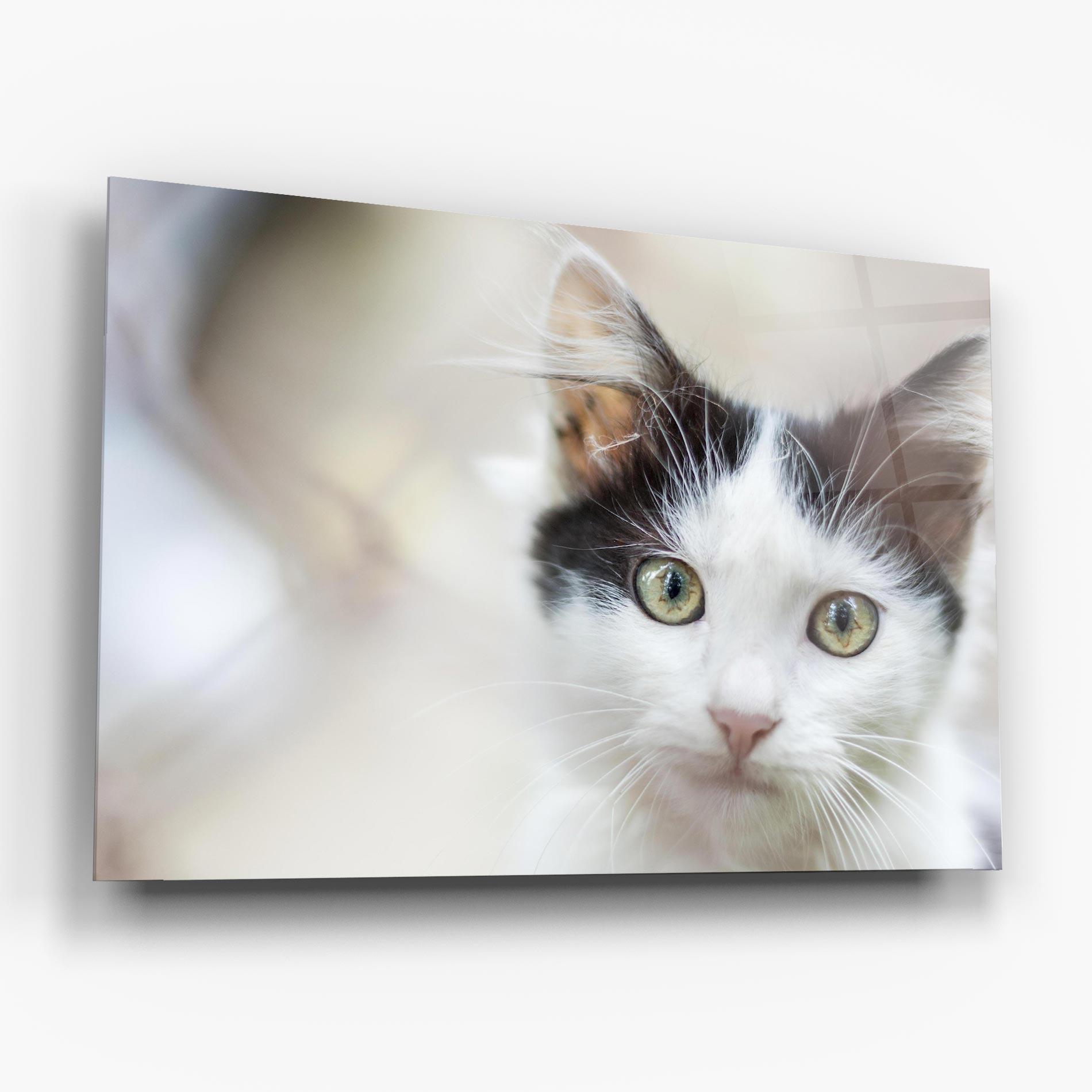 Glasbild Cutie Cat mockup 6